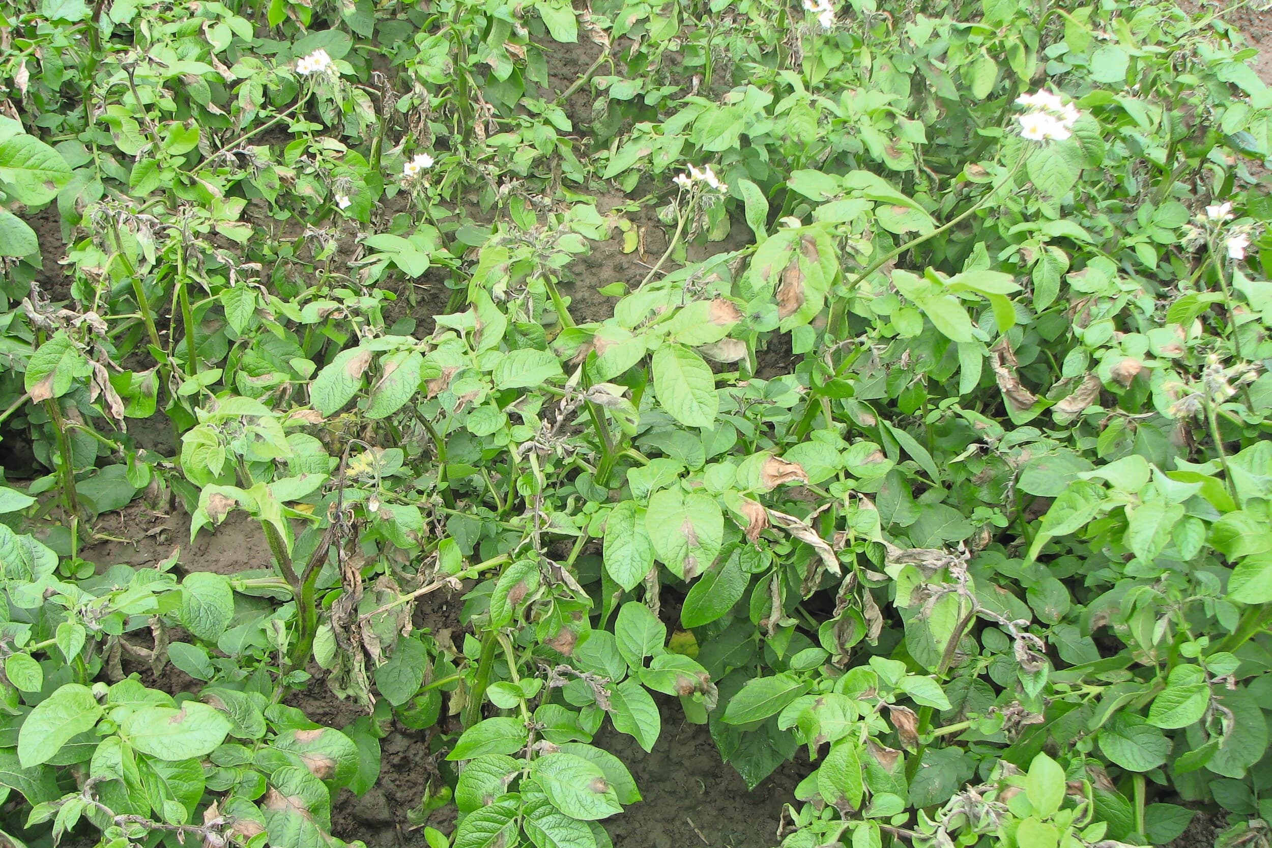 phytophthora in aardappelen
