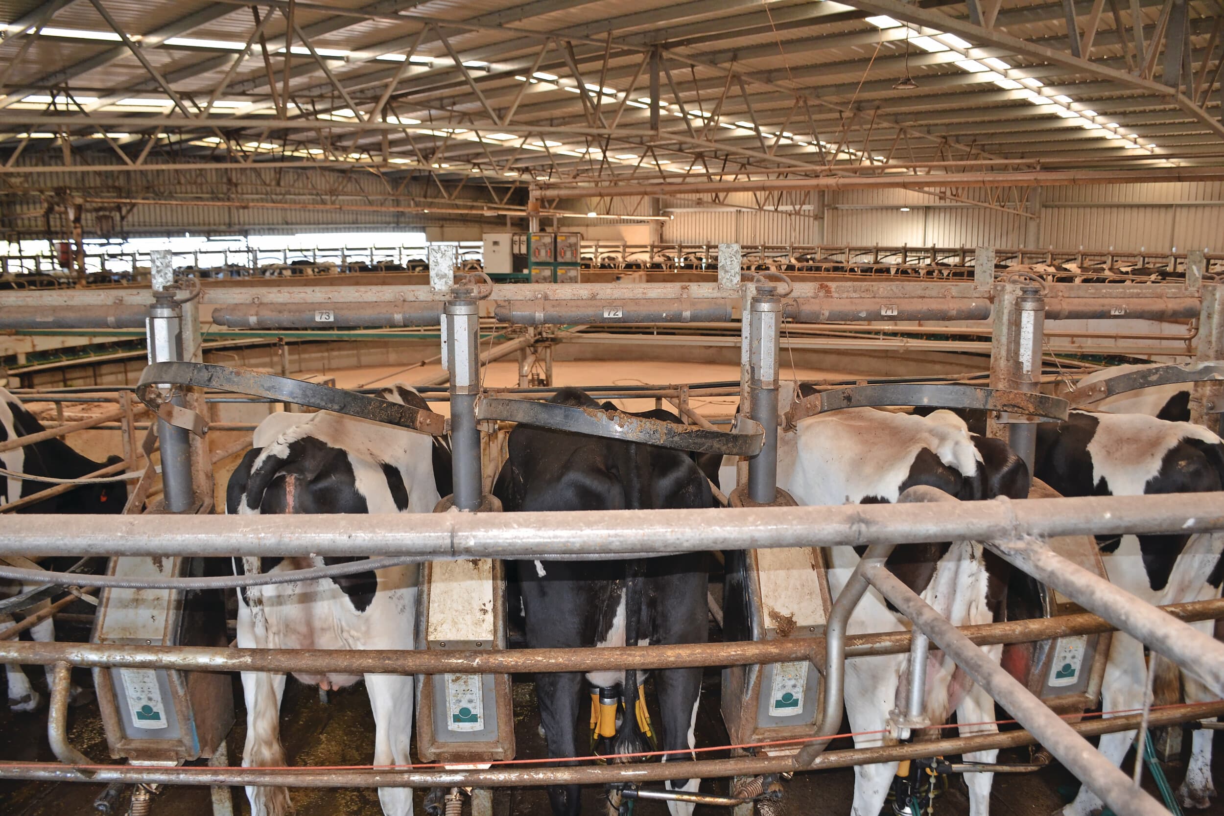 hoge kostprijs melkveehouders Australië