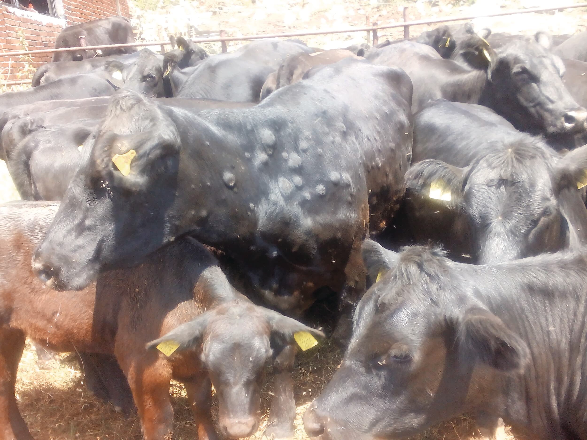 Ondanks het vaccinatieprogramma zijn er op Sardinië nieuwe besmettingen met Lunpy Skin Disease. Foto: Tsviatko Alexandrov