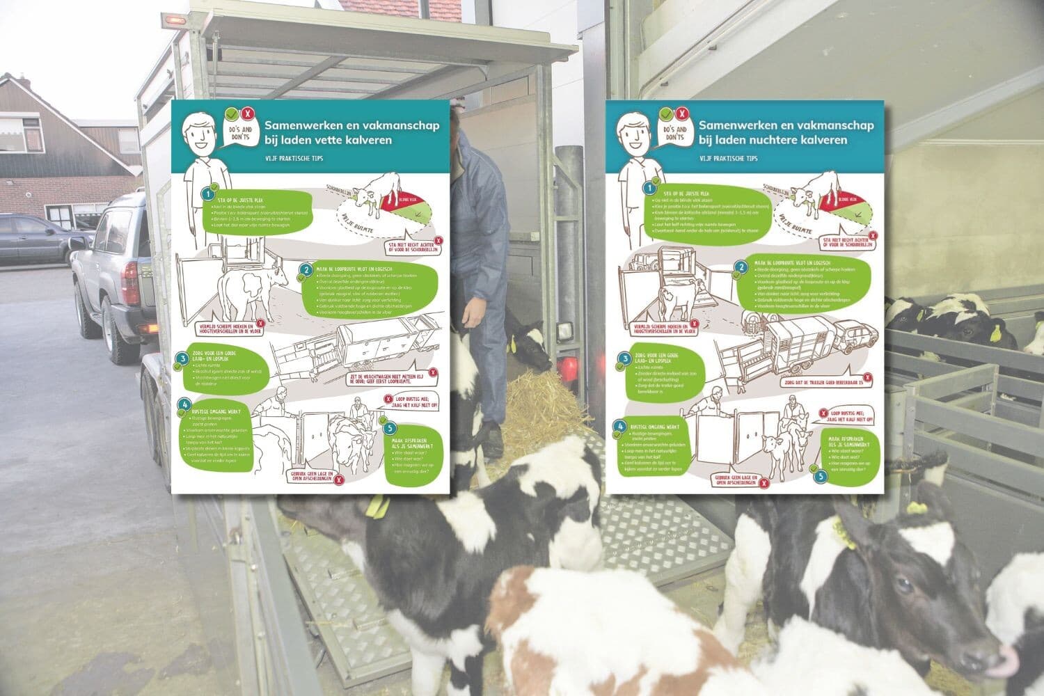 Met flyers met praktische tips willen Vee&Logistiek en de Stichting Brancheorganisatie Kalverhouderij (SBK) het transport van kalveren verbeteren. Foto en afbeeldingen: Henk Riswick en Vee&Logistiek