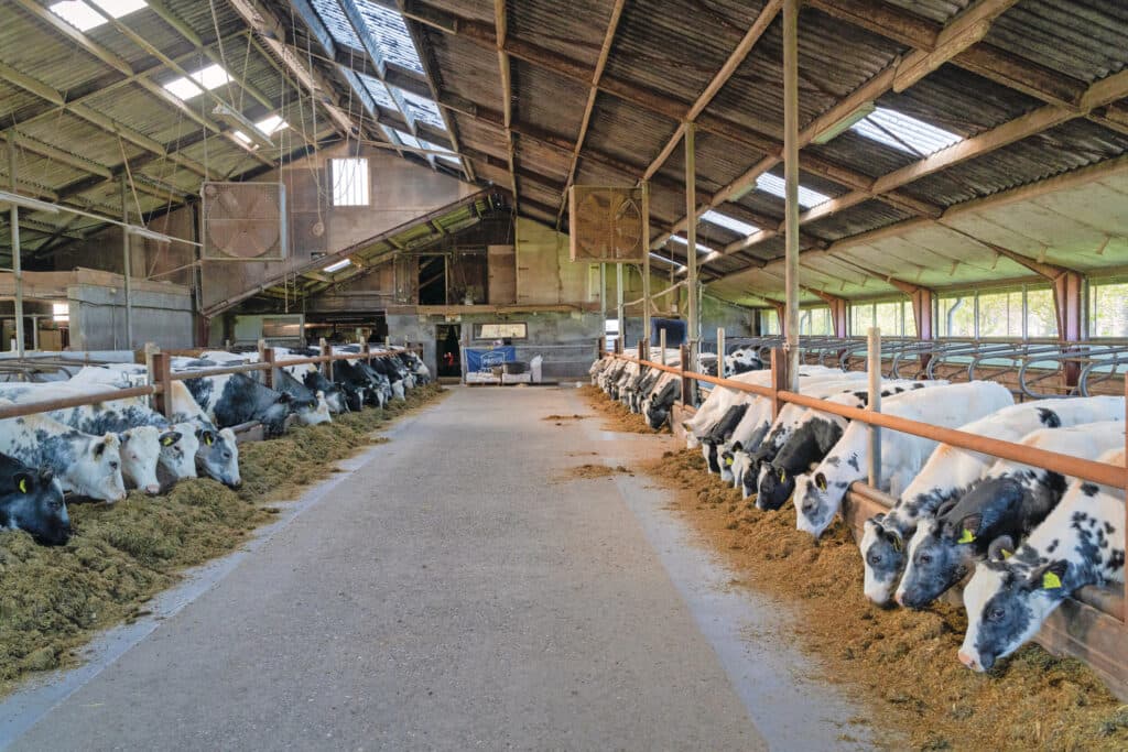 Overzicht van de stal met vaarzen. Aan de rechterkant stromen de kalveren in als ze een maand of 6 oud zijn. Daarna schuiven ze door naar de linkerkant waar de grotere dieren lopen.