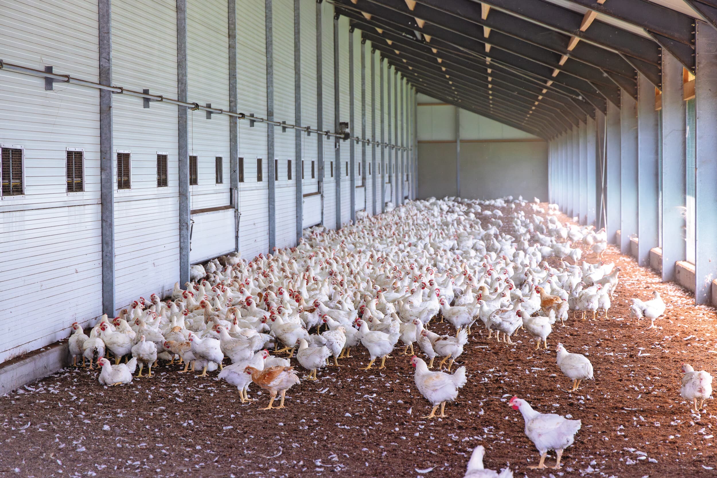 Bedrijfsaanpassingen voor dierenwelzijn zijn maatschappelijk wenselijk, maar lopen vast op stikstof en vergunningsverlening. Foto: Koos Groenewold