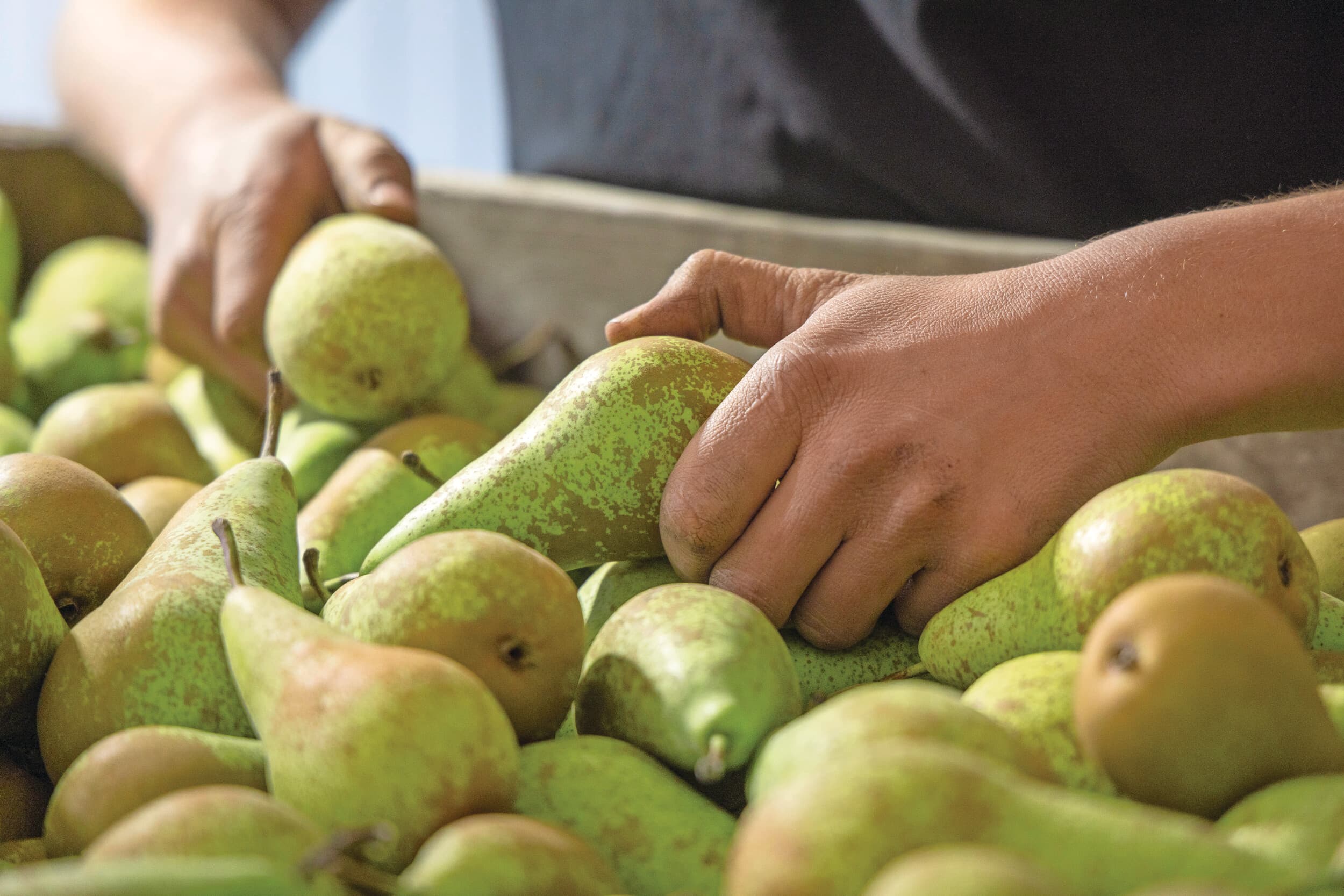 Op groente en fruit uit de Europese Unie worden nauwelijks resten van gewasbeschermingsmiddelen gevonden. Foto: Koos Groenwold.
