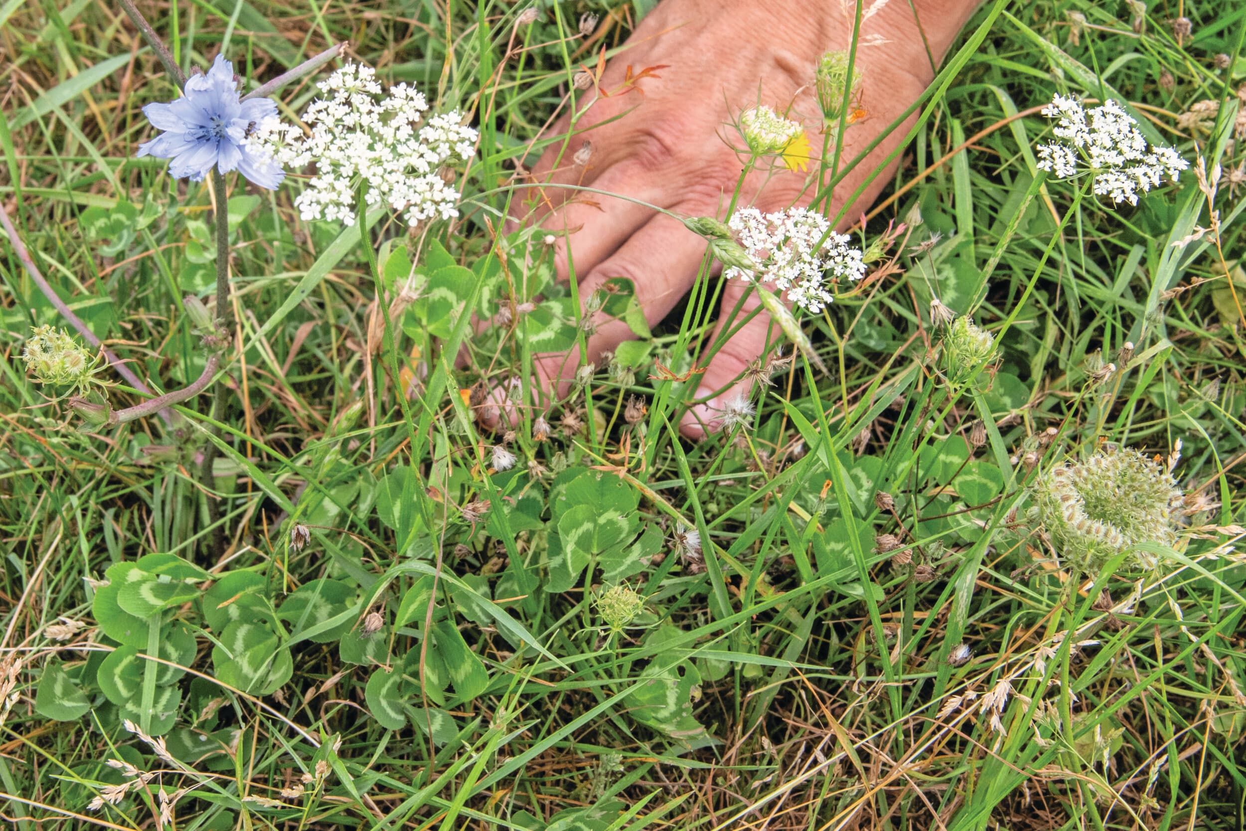 Een vorm van regeneratieve landbouw is het doorzaaien van kruiden in grasland. Hier zijn cichorei, klaver, duizendblad en weegbree zichtbaar. Foto: Ronald Hissink