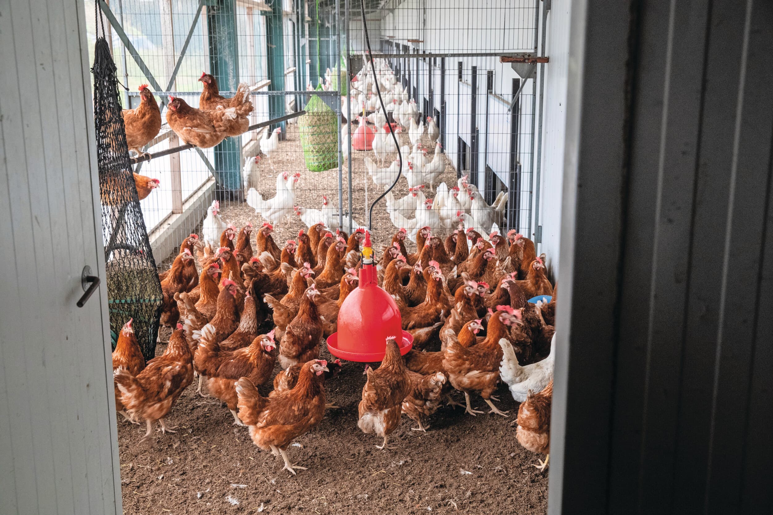 Het beleid gaat richting verplichte vaccinatie van leghennen tegen vogelgriep. Foto: Ronald Hissink