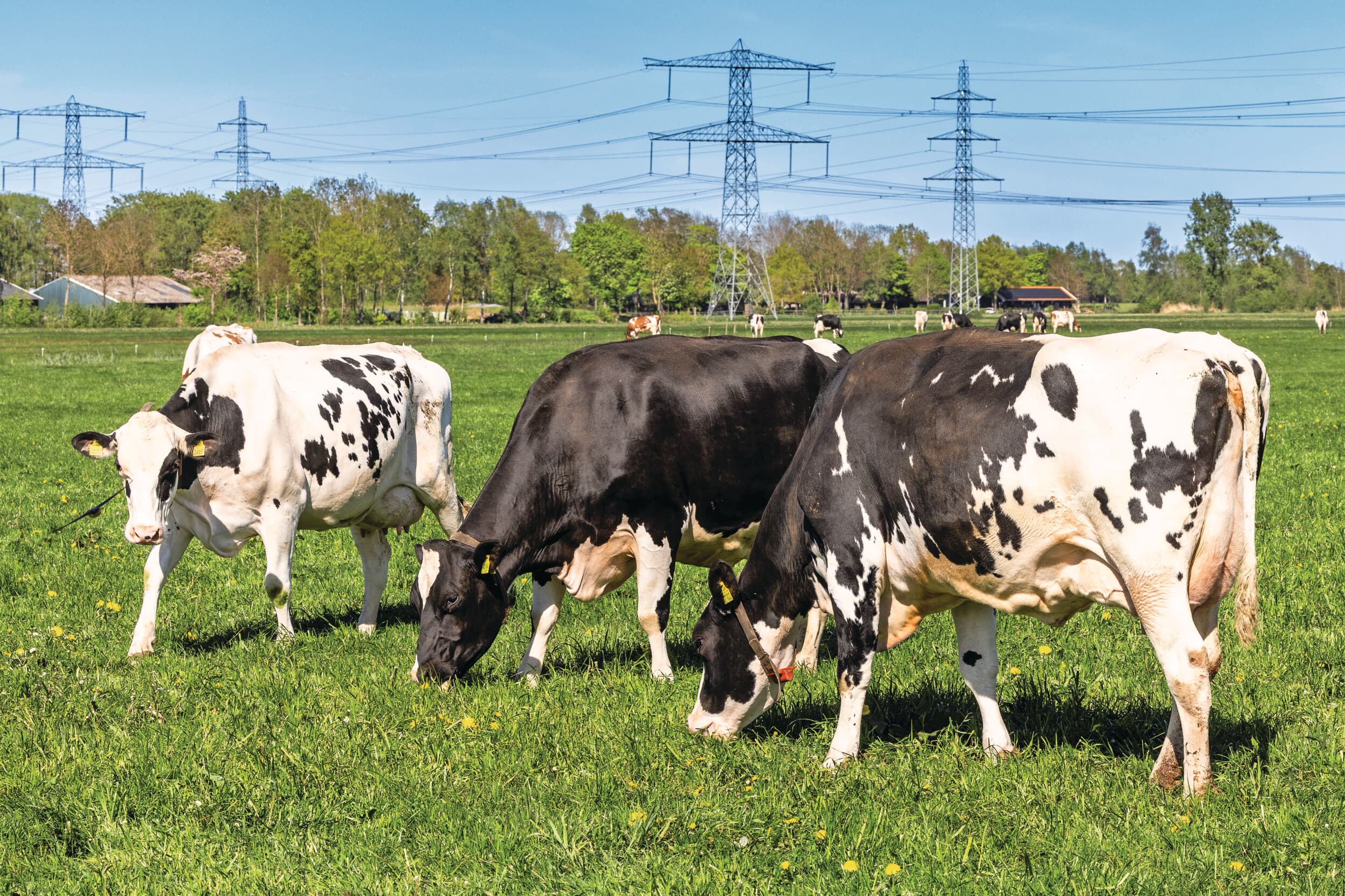 Grasdag gras als basis veevoeding