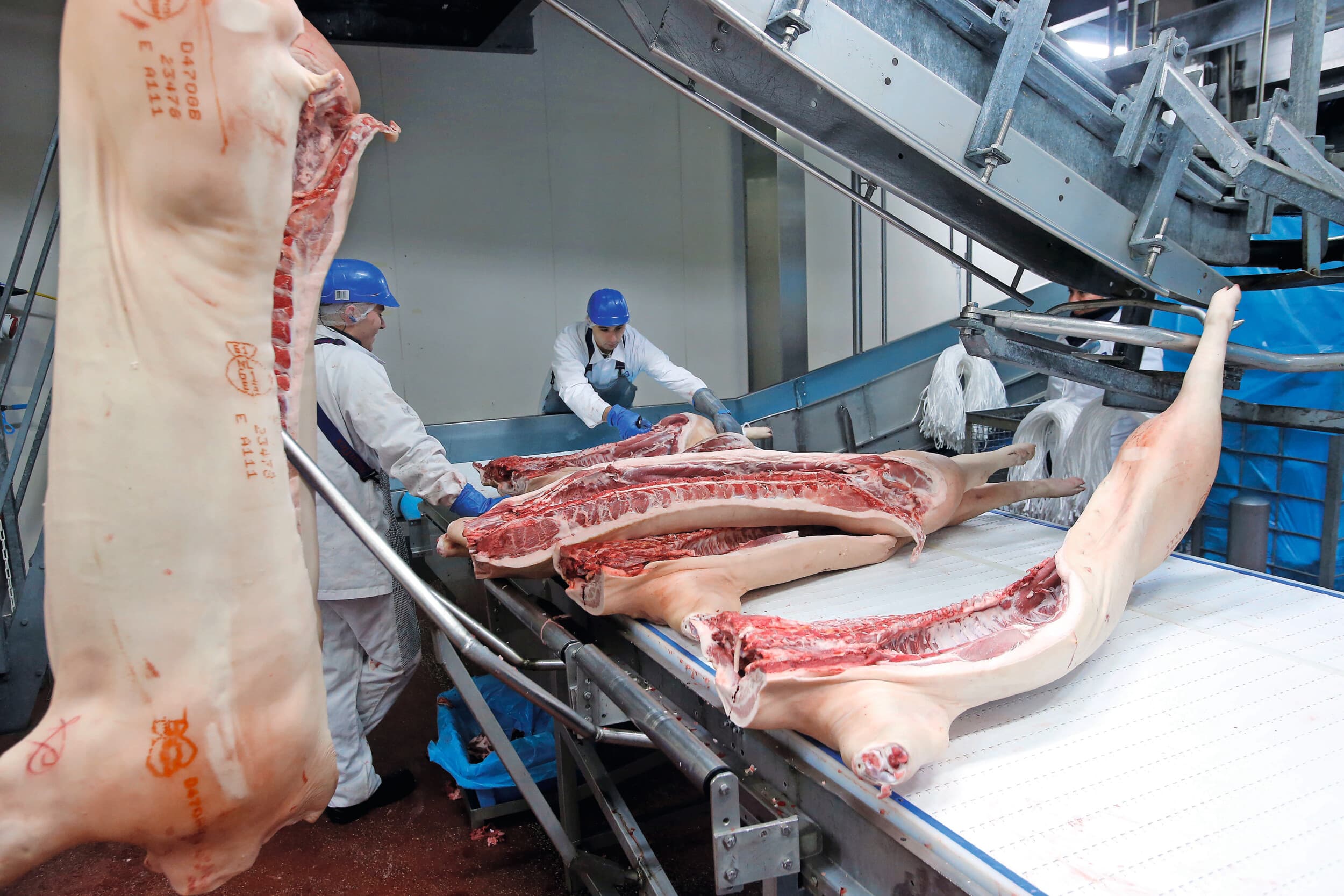 Varkensvlees voor export in een Nederlandse slachterij. Foto: Bert Jansen