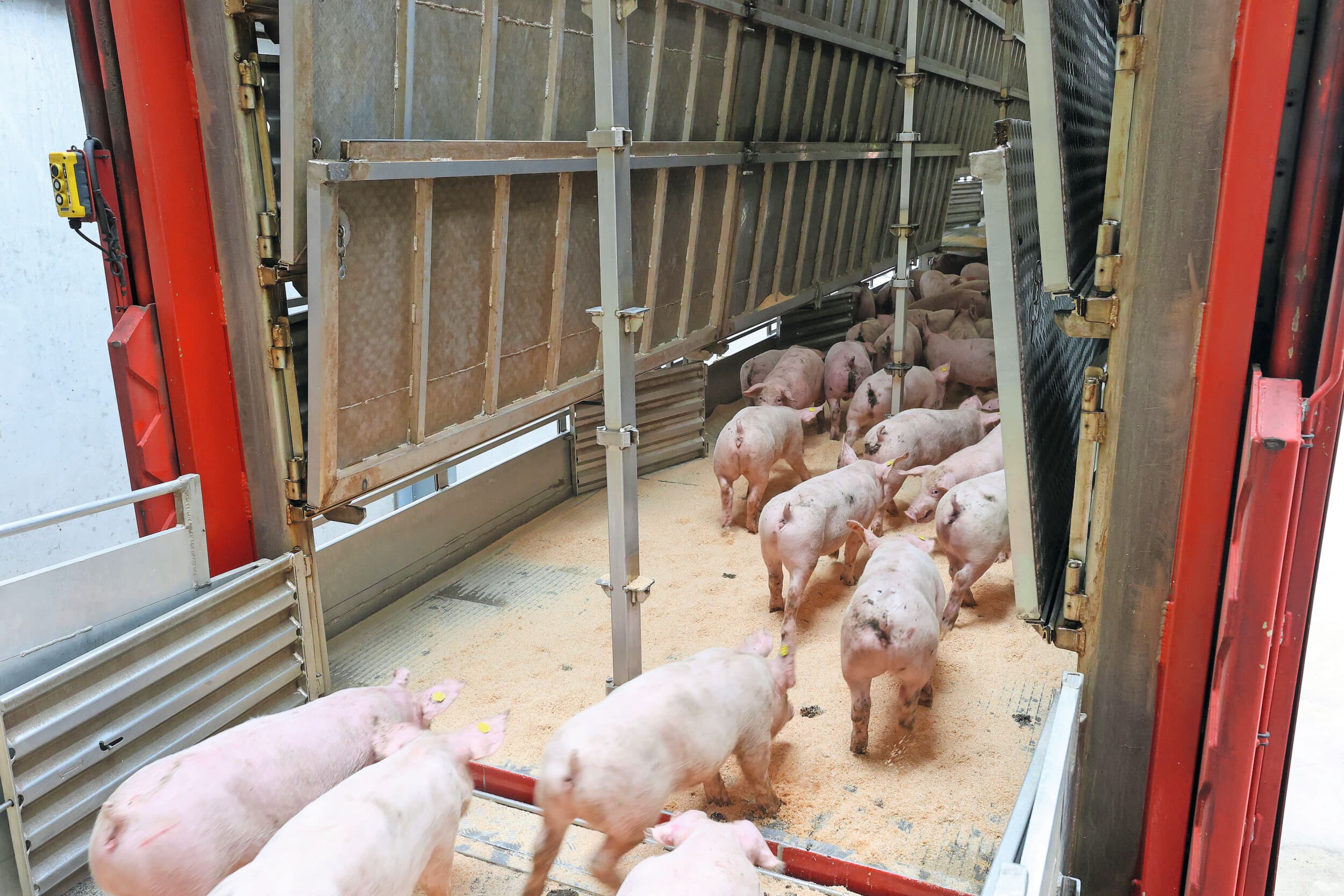 De Duitse import van Nederlandse biggen viel in het eerste kwartaal 8,2% lager uit dan begin vorig jaar. Foto: Bert Jansen