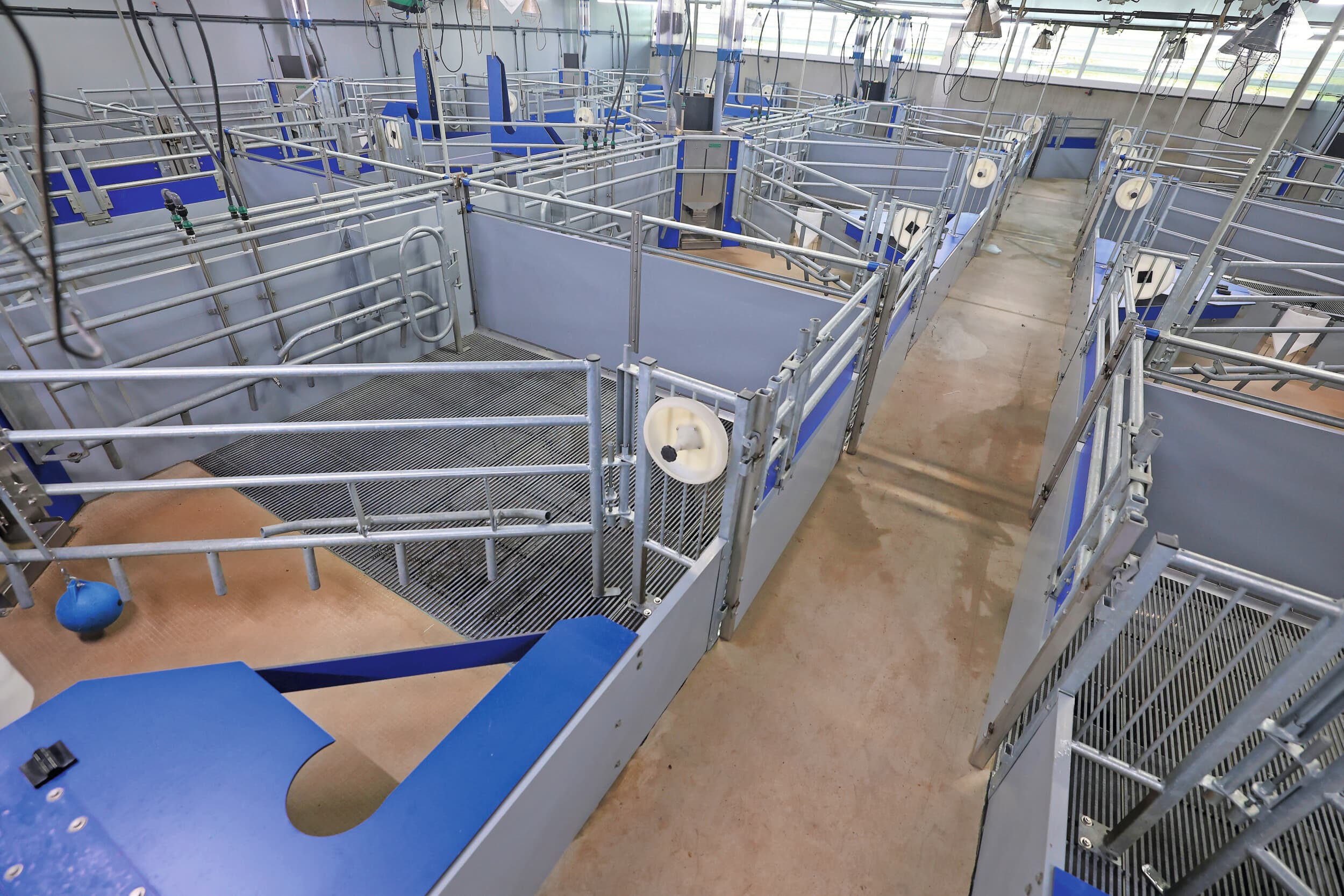 De dichte vloer is één meter breed. Onder het metalen rooster van elk kraamhok zitten zes trechters waarin de mest, urine en morswater worden opgevangen. De zeugen mesten veelal achterin het hok, zo ver mogelijk verwijderd van de controlegang. Foto: Bert Jansen