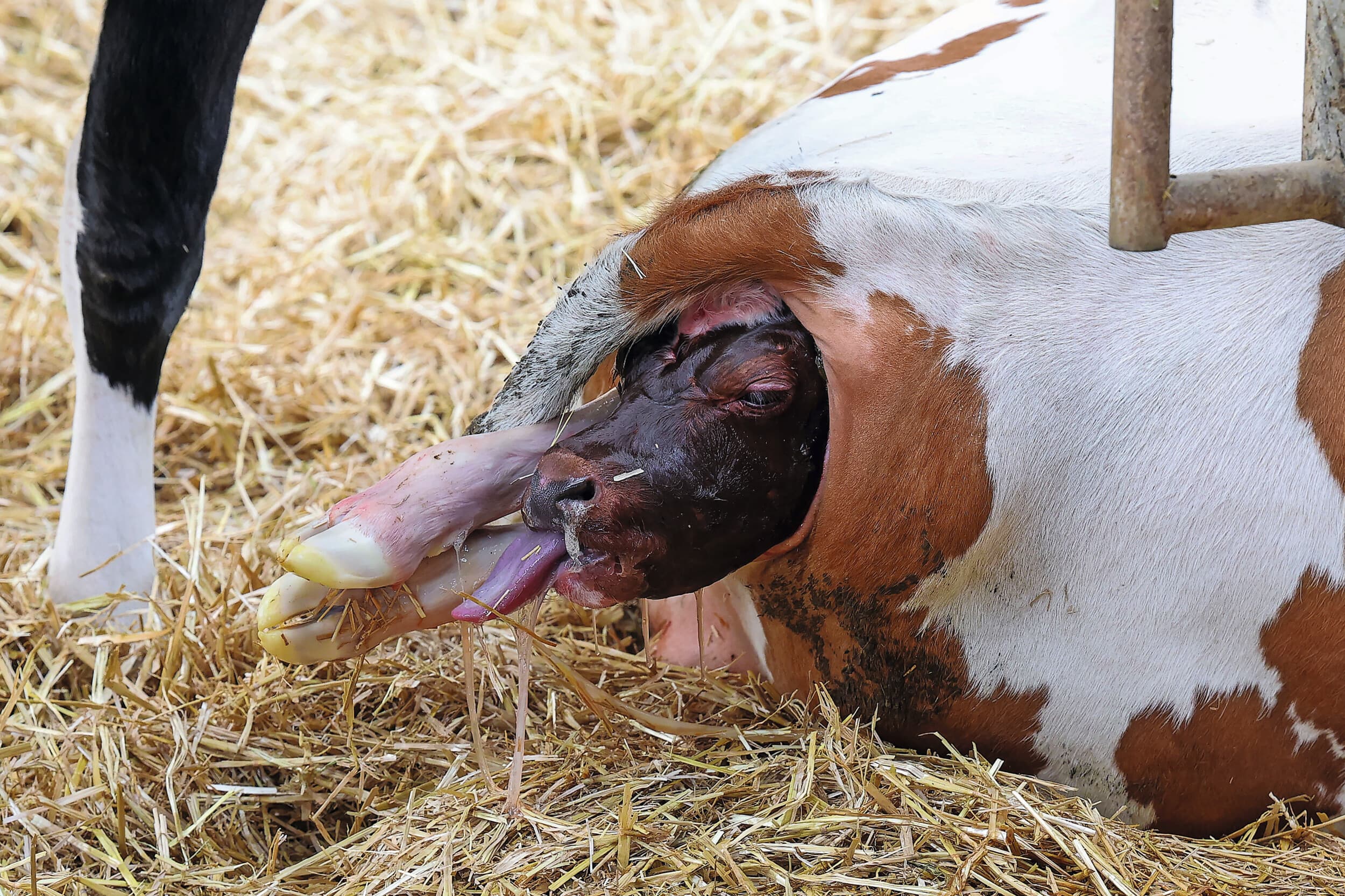 De meest voorkomende overdracht van neospora vindt plaats van koe op kalf. Foto: Bert Jansen