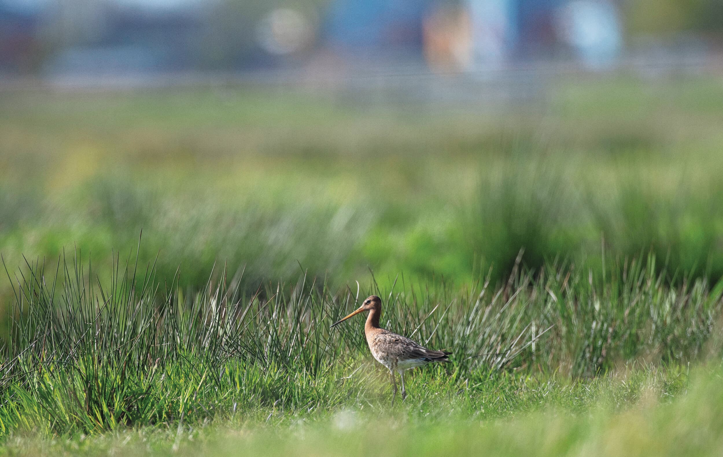 Grutto in boerenland. Foto: Mark Pasveer