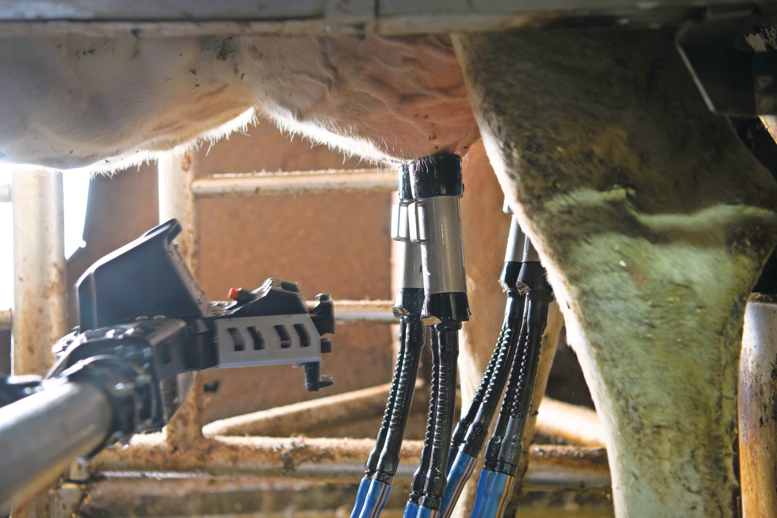 De nieuwe toepassing meet direct melkvet-, melkeiwit- en lactosegehalte. Dit geeft de veehouder inzicht in melkproductie, efficiëntie en gezondheid van de koe. Foto: Mark Pasveer