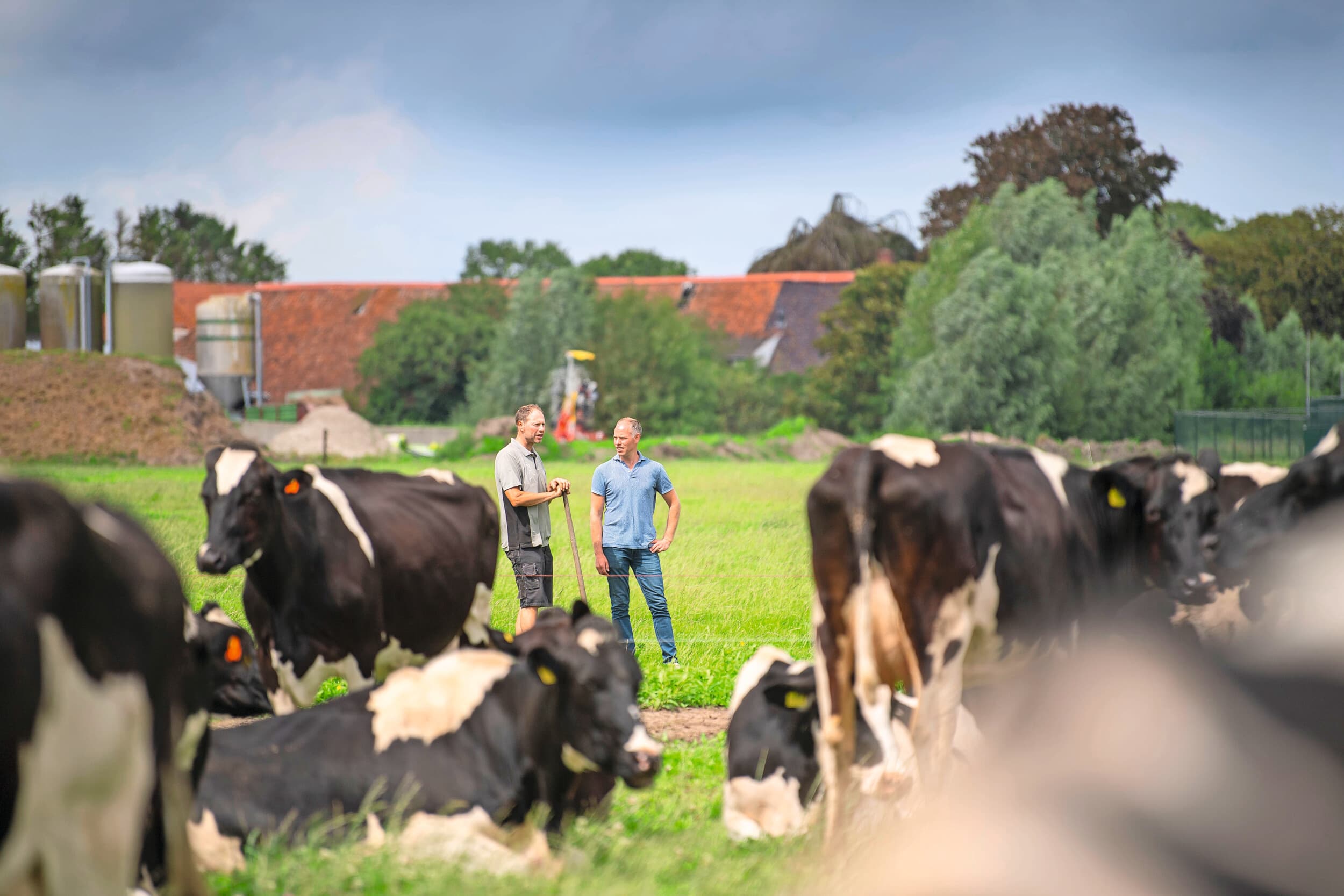koe eiwit ruweiwit gras grasdag