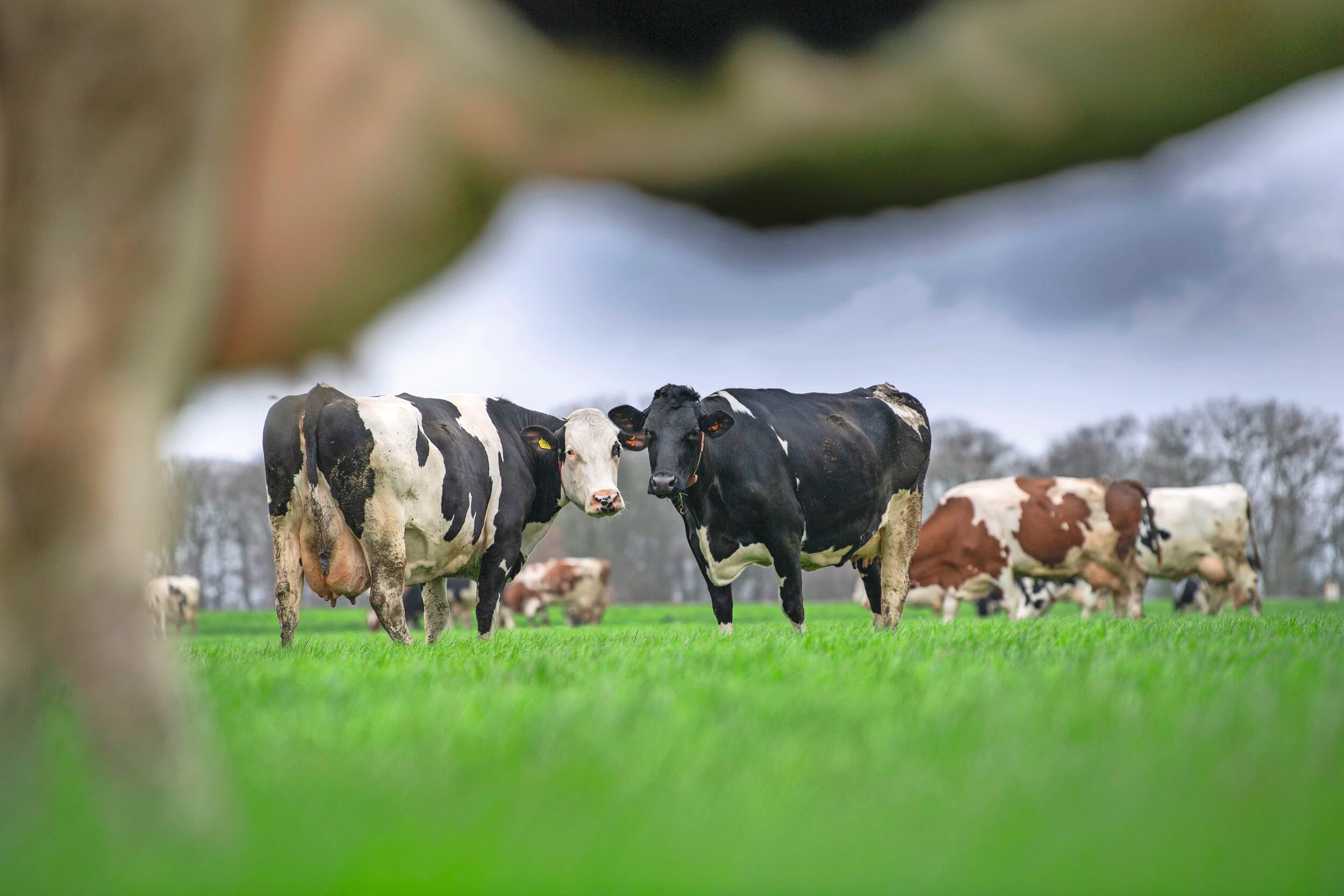 De SEM-regeling biedt melkveehouders subsidie om minder dieren te gaan houden. Op die manier wordt de totale melkveehouderij ondersteund om op basis van vrijwilligheid onder het fosfaatplafond voor de melkveehouderij te komen. Dat wordt nu nog overschreden en daarmee dreigt een generieke korting. Foto: Mark Pasveer