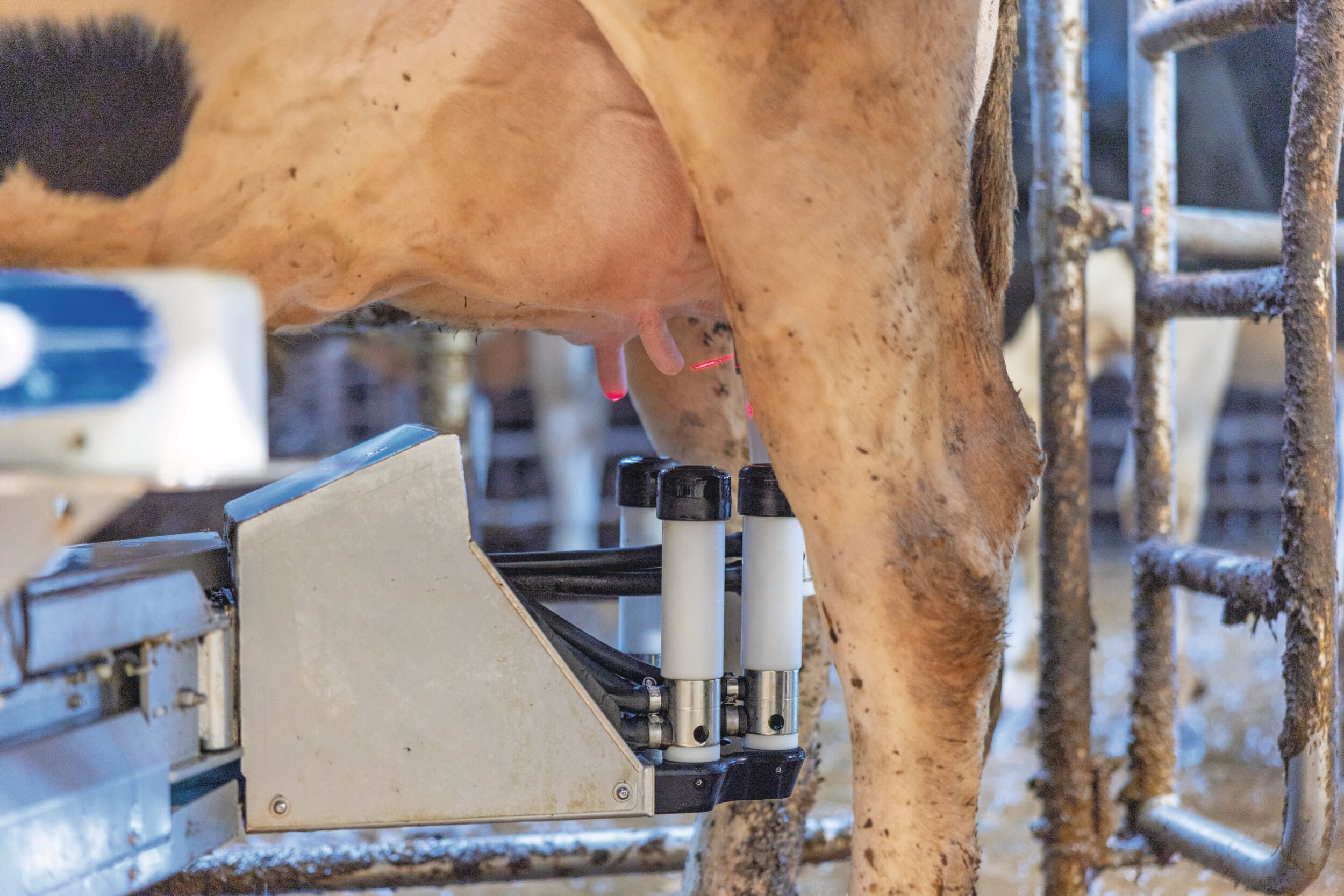melkveehouderij 2025 liquiditeit