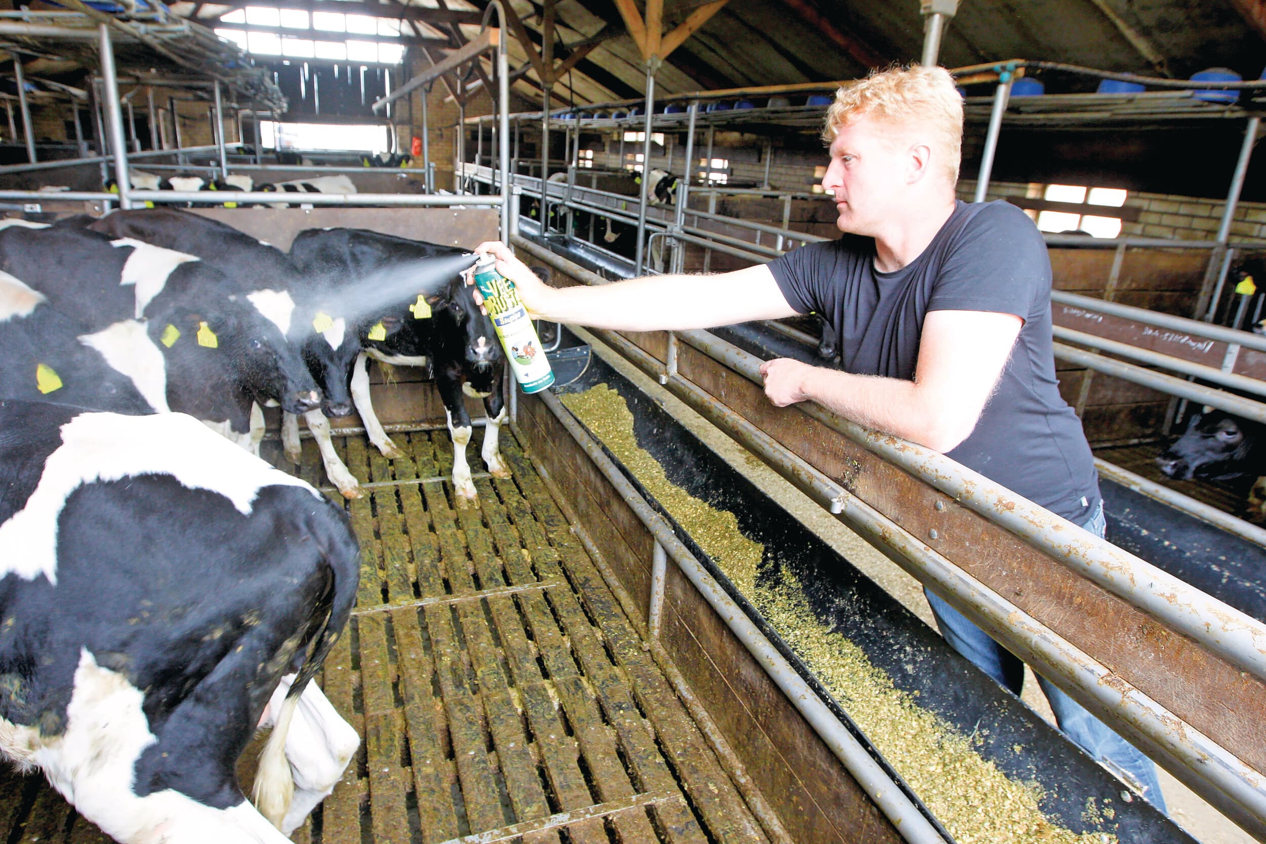 Sprayen van veerust bij vleeskalveren. Dit kan ook bij jonge kalveren helpen om vliegenoverlast te verminderen. Foto: Anne van der Woude