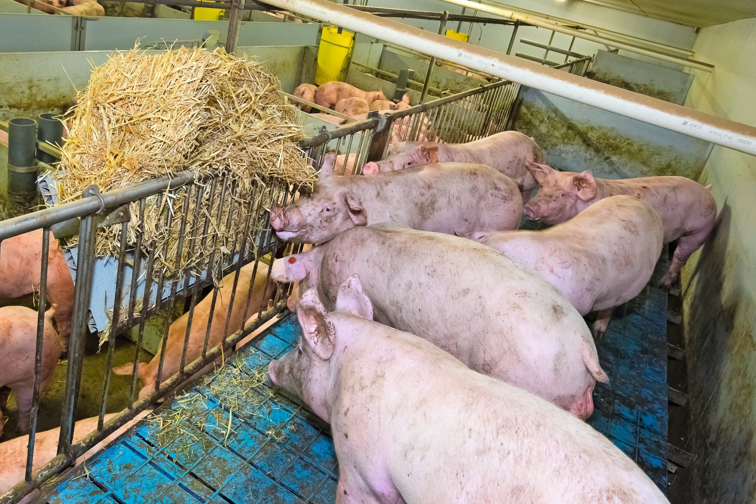 De criteria voor de productie van Beter Leven-varkens worden regelmatig aangepast. Dat heeft invloed op de kostprijs van de varkenshouder. Foto: Ruud Ploeg