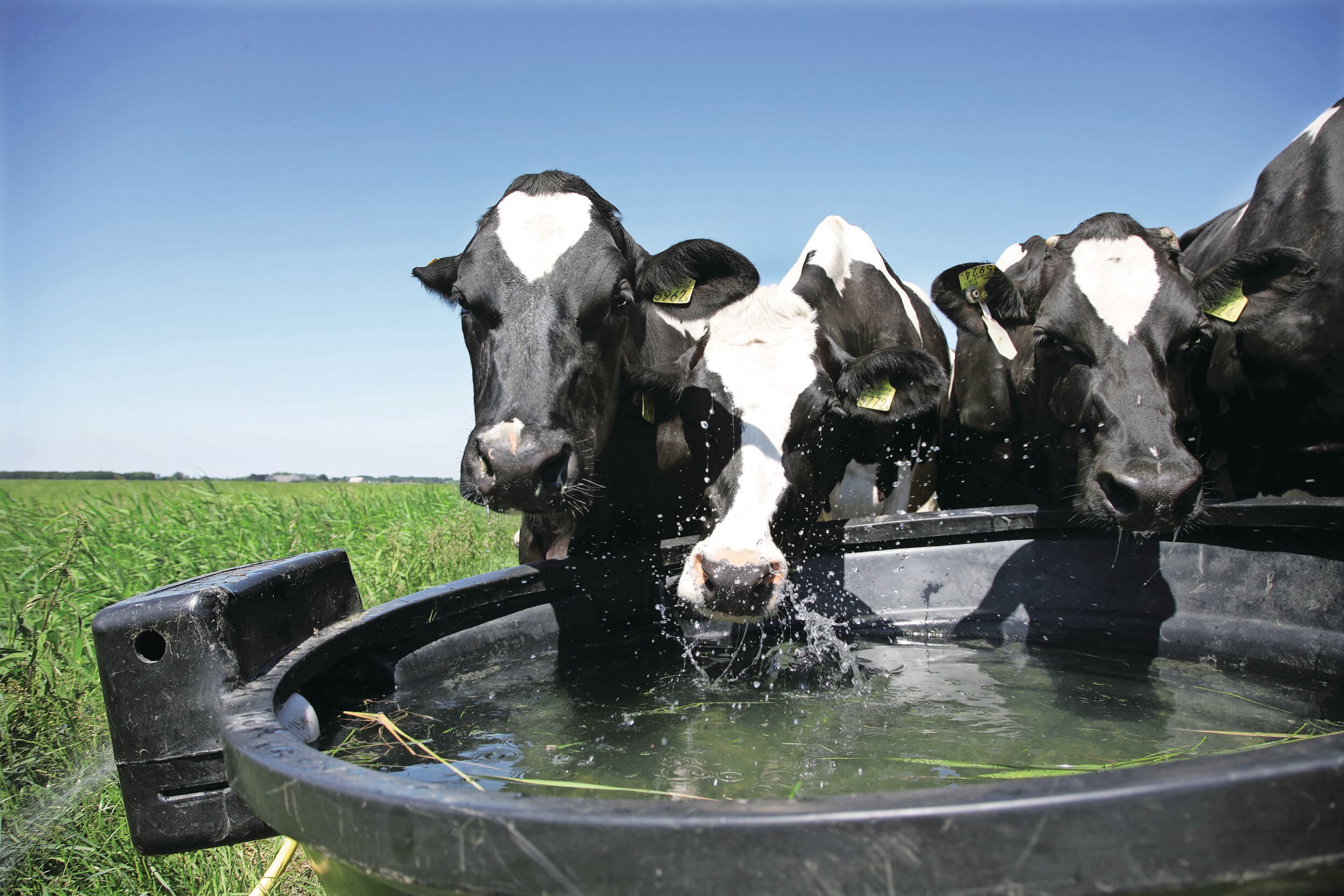 Het belang van goed drinkwater wordt in de praktijk nogal eens onderschat, ziet GD. “En dat is zonde. Goed drinkwater is geen extraatje, maar een basisvoorwaarde voor gezonde en productieve koeien.” Foto: Hans Prinsen