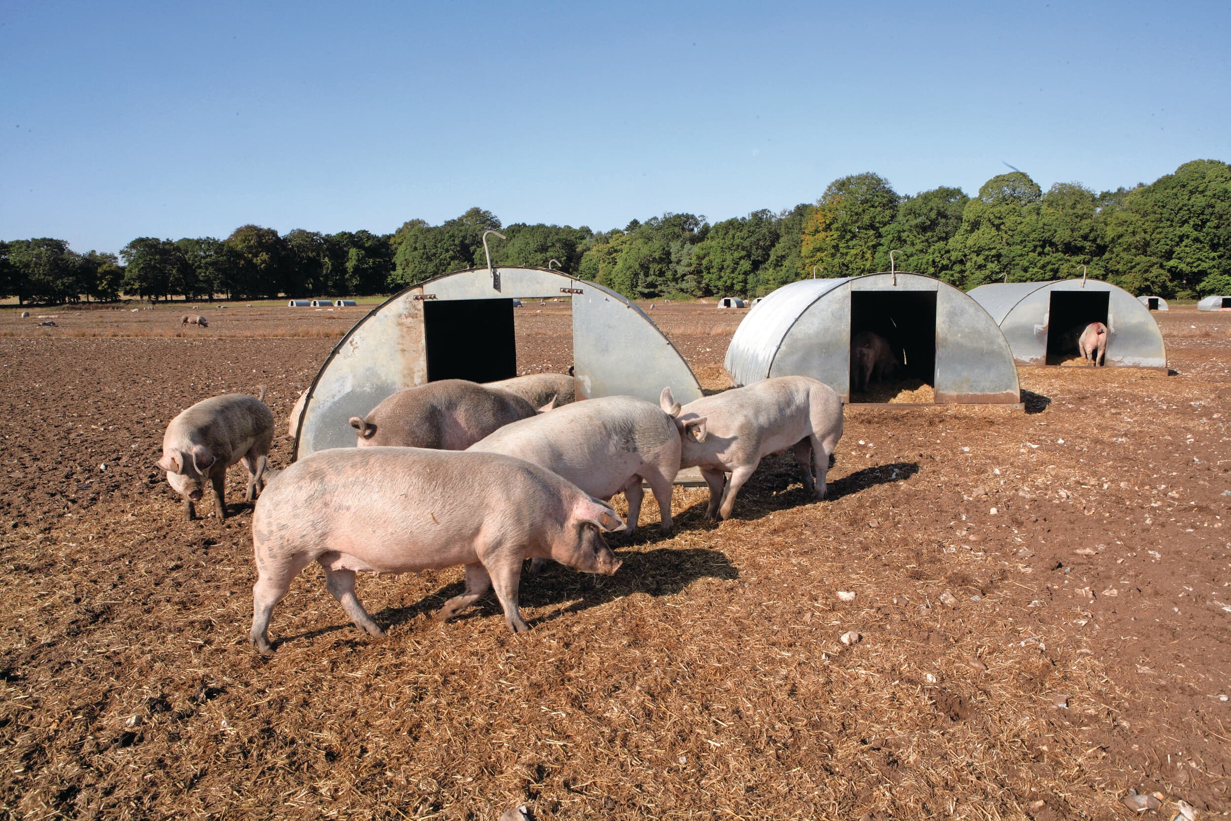 In het Verenigd Koninkrijk is varkensdysenterie met de veroorzaker Brachyspira hyodysenteriae weer een opkomende ‘oude’ varkensziekte. Naar alle waarschijnlijkheid speelt het management op de bedrijven een belangrijke rol. Foto: Henk Riswick
