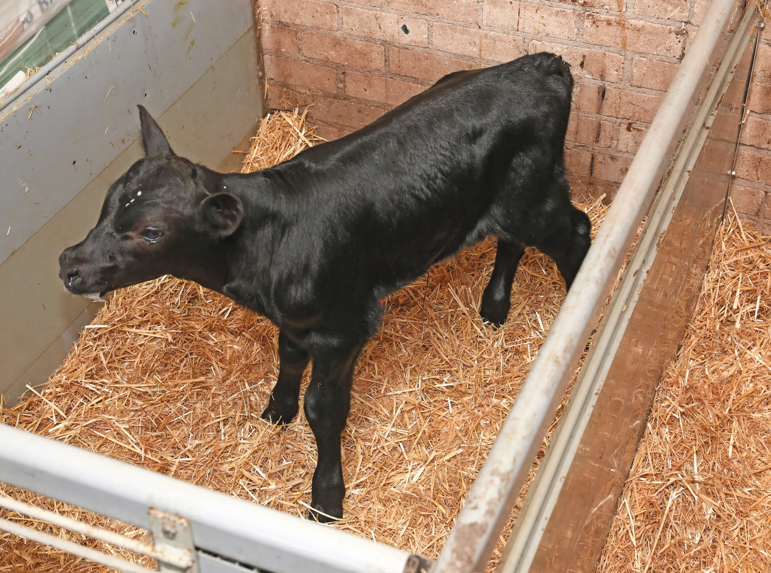 vleesstier kruising Holstein