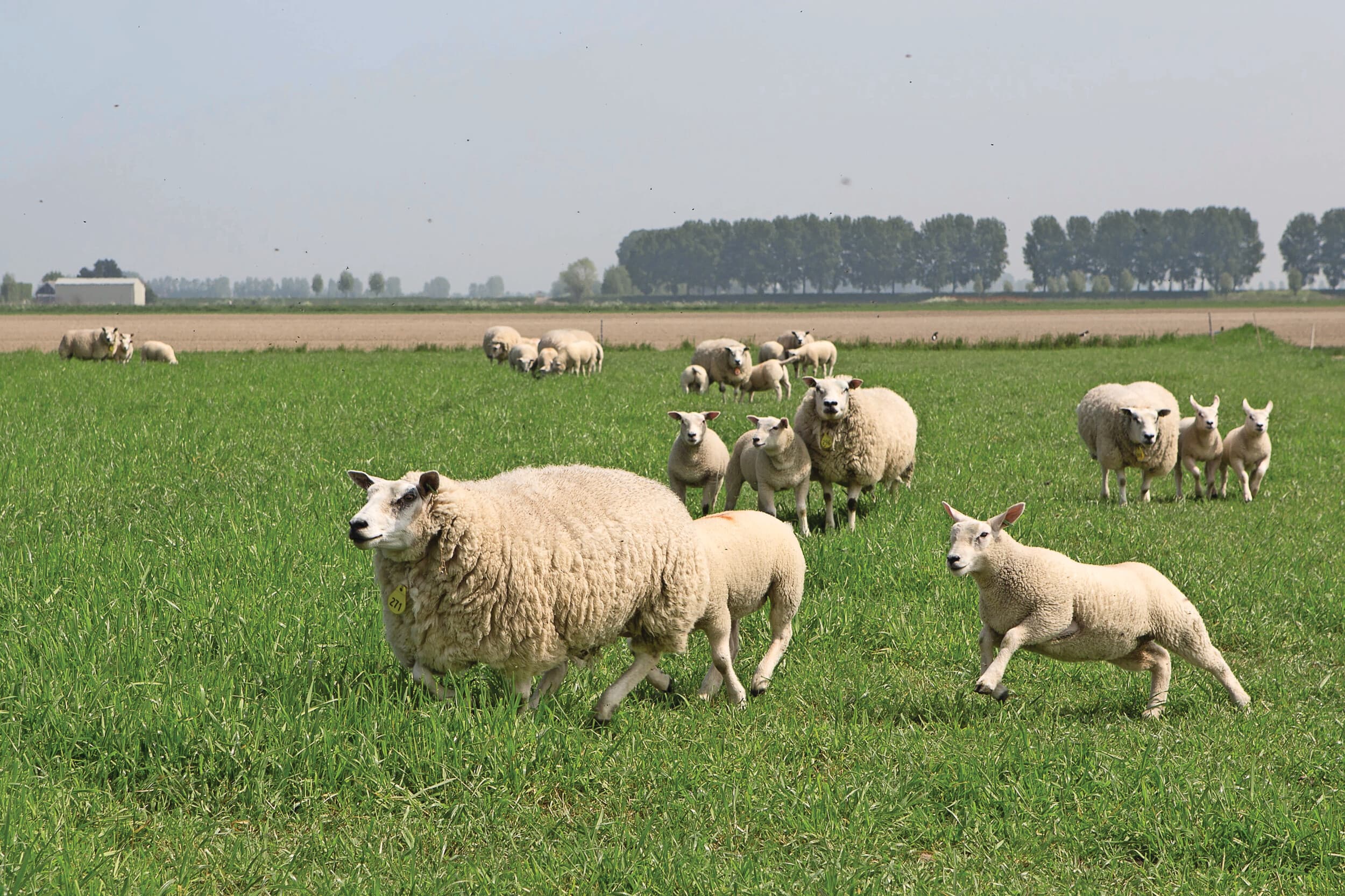 bolle buik ontluchten schaap