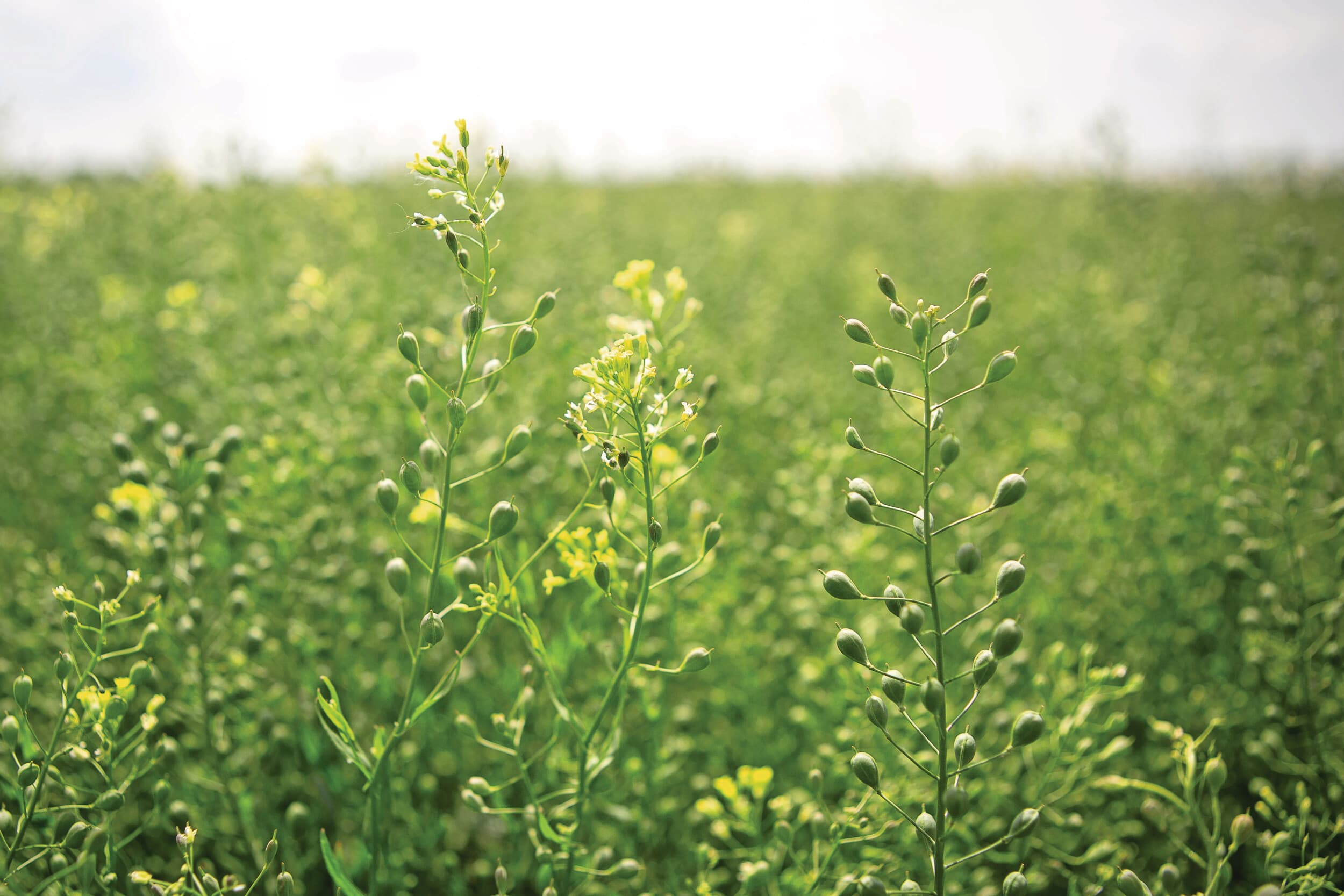 Het koolzaadgewas Camelina sativa (Huttentut). Foto: Peter Roek