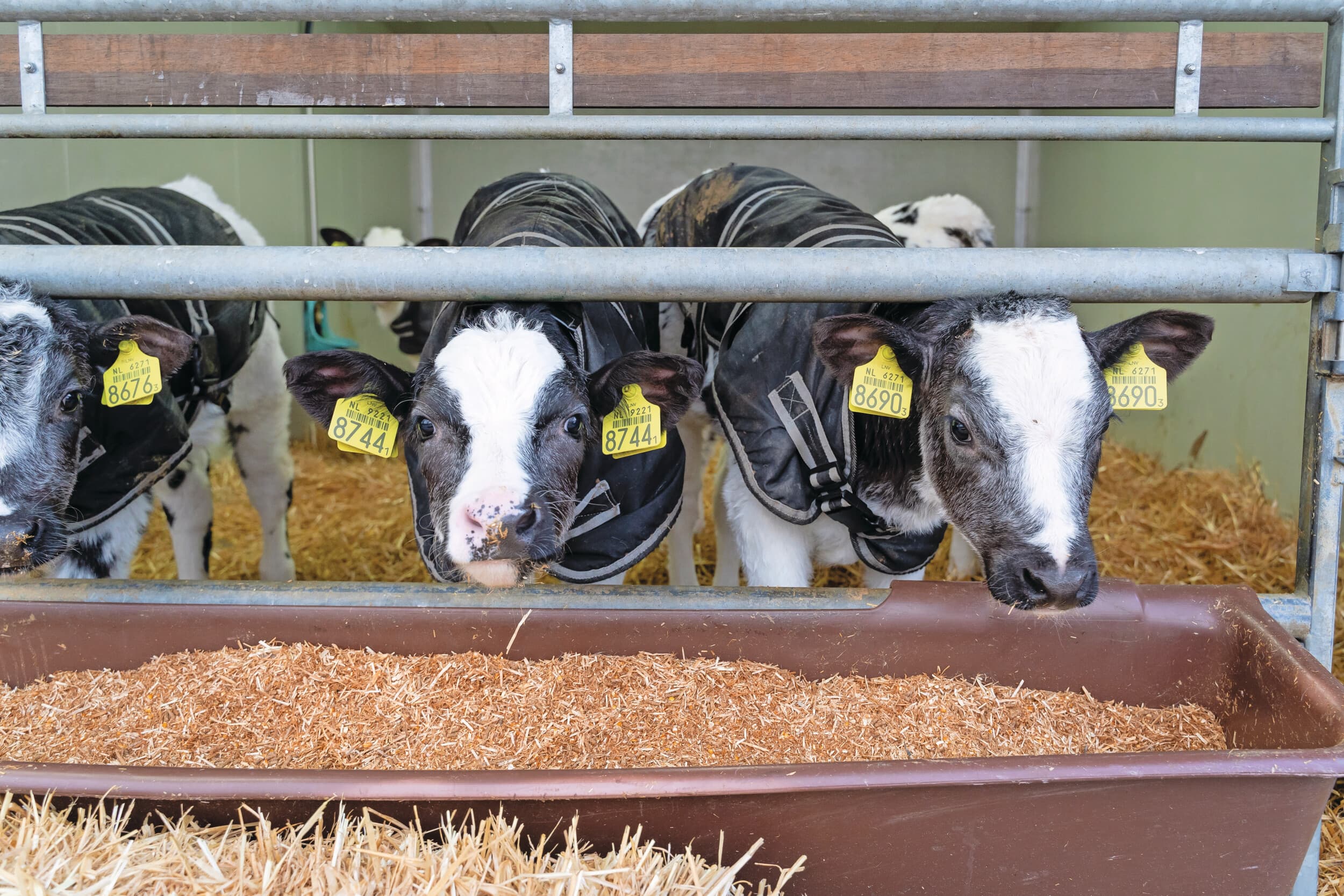 Rabobank verwacht dat steeds meer Nederlandse kalveren richting rundvleesconcepten gaan. Foto: Andrea van Schaik Fotografie
