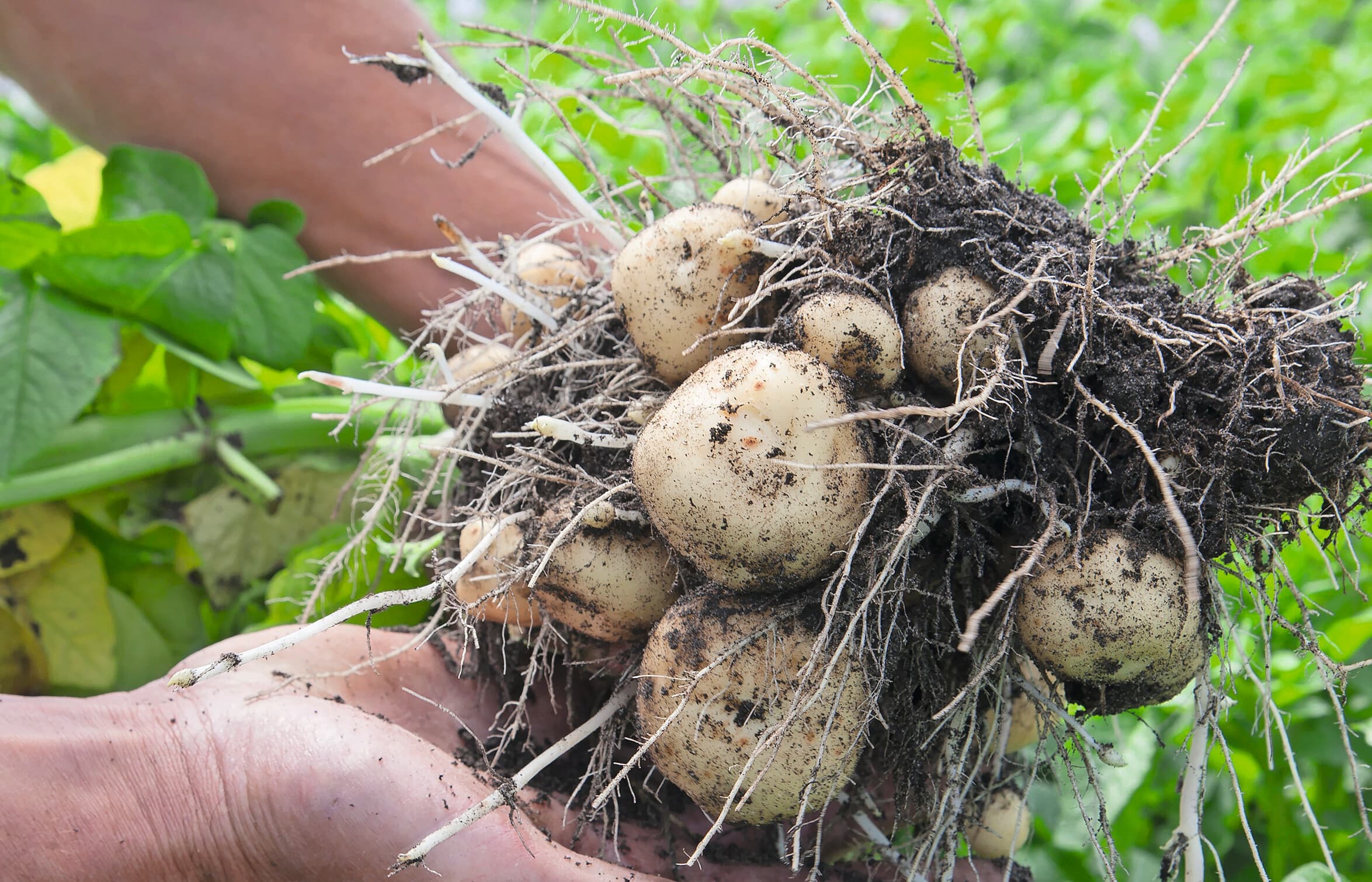 Resistente aardappelrassen zijn volgens de Taskforce Phytophthora een belangrijke bouwsteen voor duurzamere beheersing van phytophthora. De nieuwe monitoringsveldjes moeten doorbraken van resistentiegenen sneller zichtbaar maken via PhytoAlert. Foto: Hans Banus