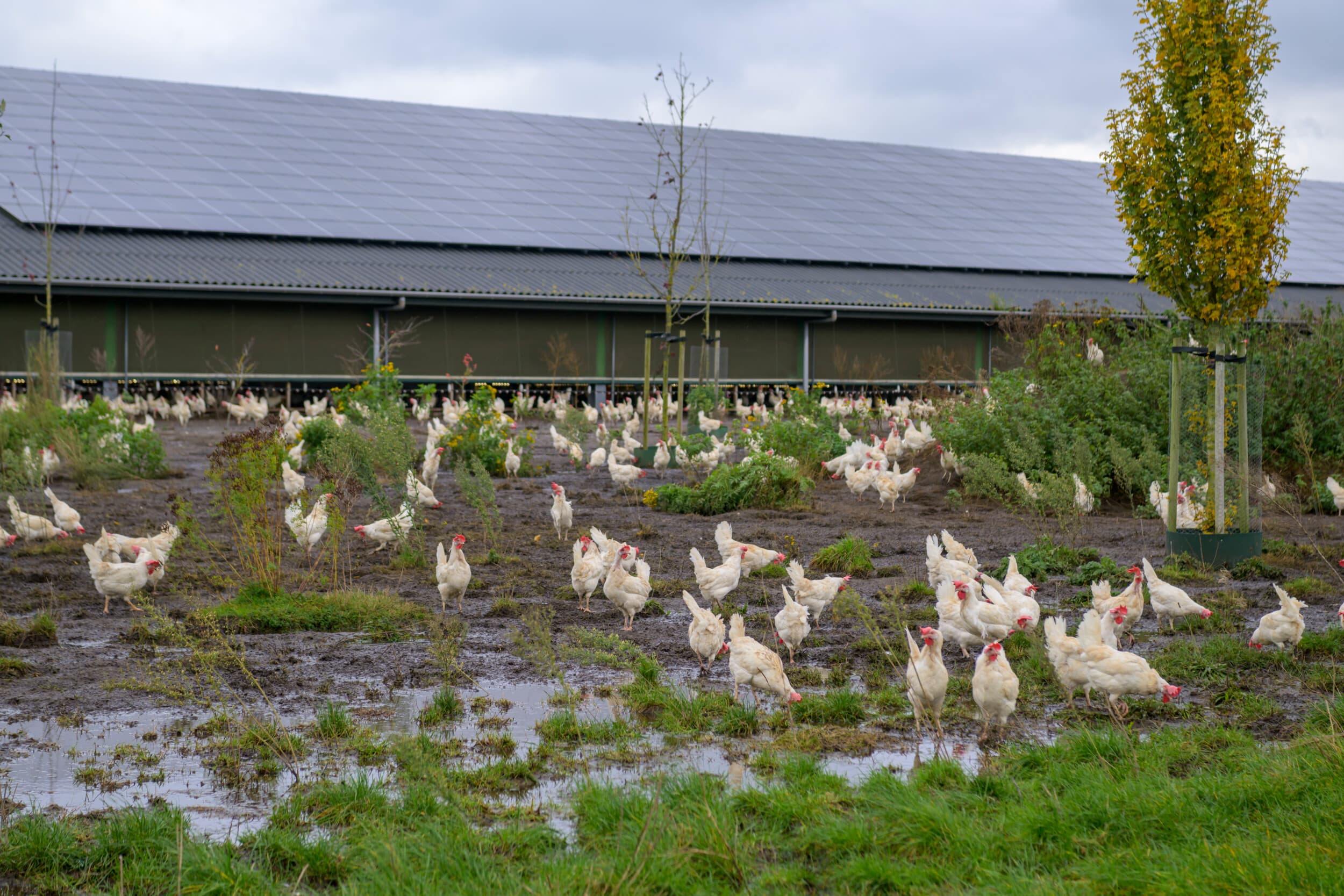 De landelijke ophokplicht is grotendeels opgeheven. Toch is het belangrijk alert te blijven. Foto: Frank Uijlenbroek