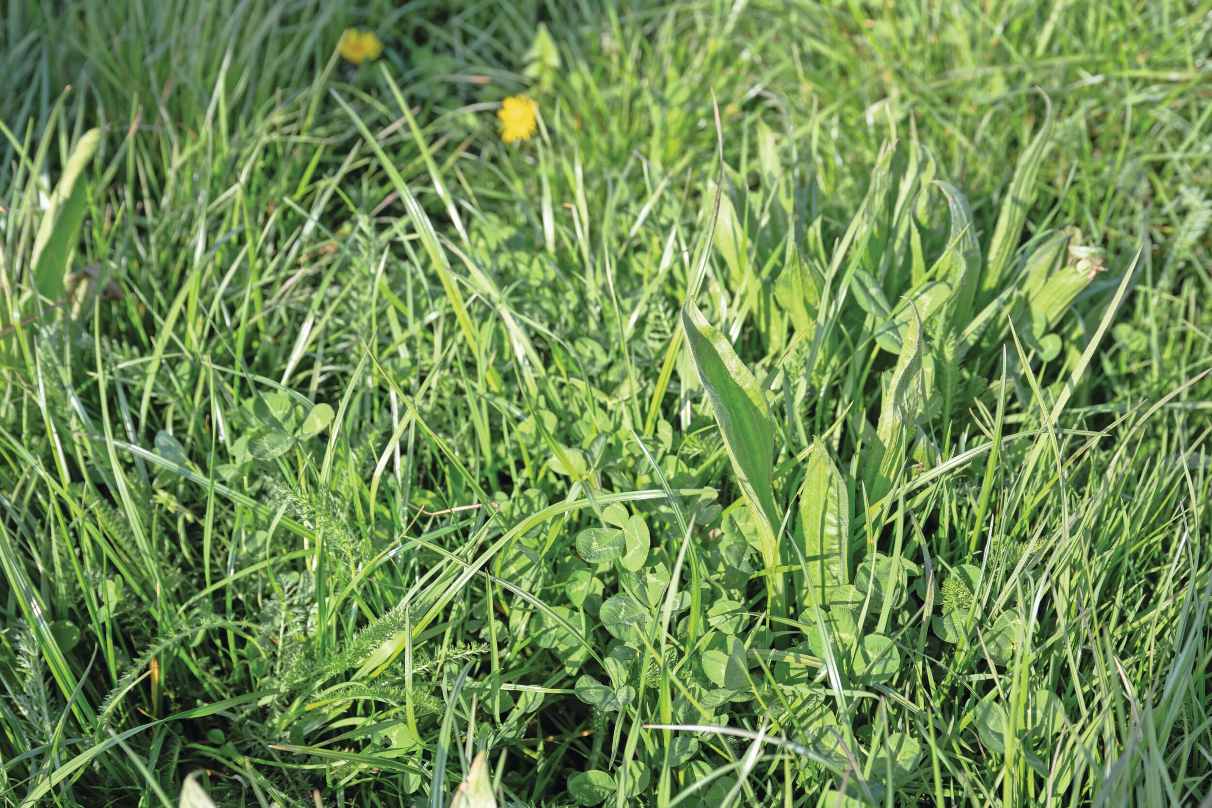 De verscheidenheid aan soorten in productief kruidenrijk grasland zorgt voor een betere verdeling en benutting van licht, ruimte en nutriënten. Daardoor blijft de productie in de zomer beter op peil dan bij Engels raaigras Foto: Michel Velderman