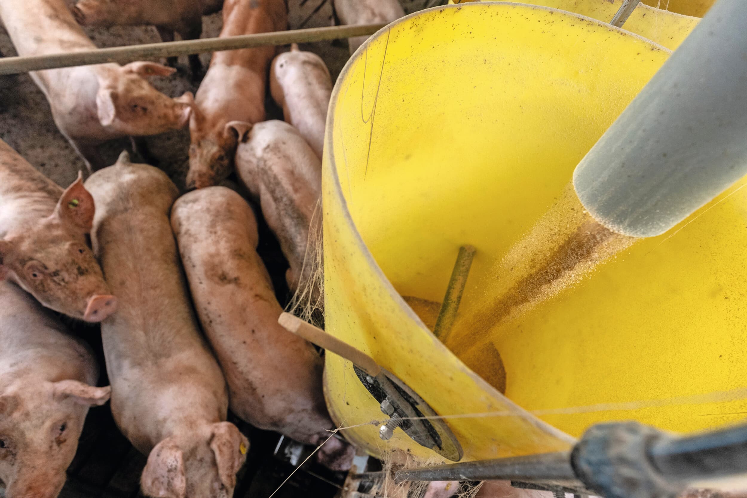 Fefac verwacht dat de totale mengvoerproductie in de EU-27 dit jaar stabiel blijft rond 152 miljoen ton. Foto: Herbert Wiggerman