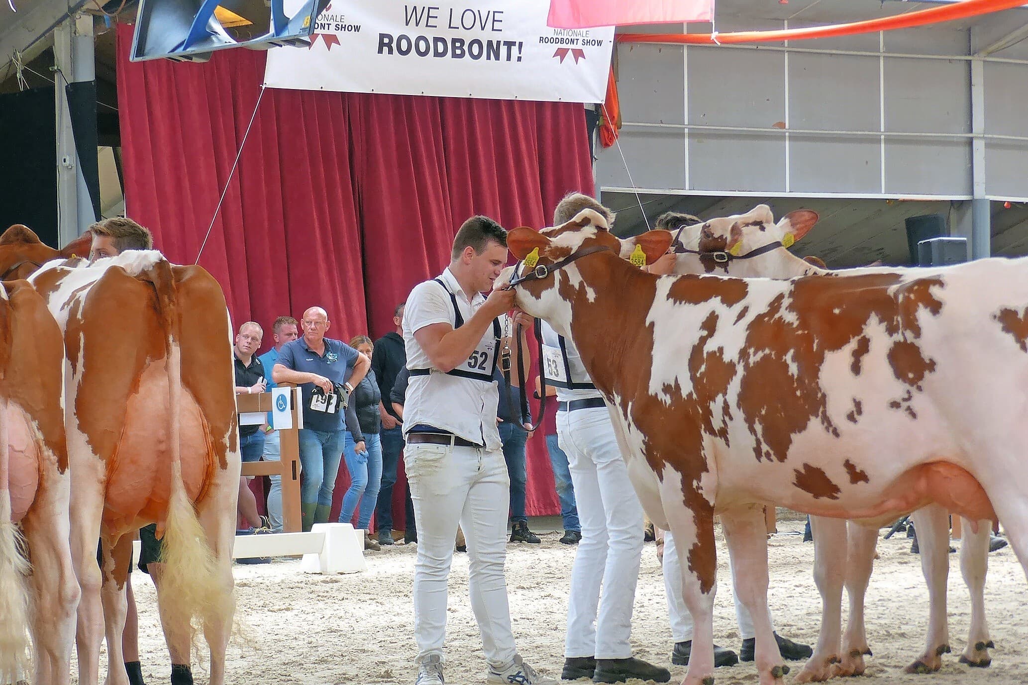 We Love Roodbont staat boven de ingang van de Nationale Roodbontshow in Mariënheem. Een prima sfeer rondom de keuringsring en beste koeien in de ring. Een impressie van het ochtendgedeelte. Foto's: Robert Prins