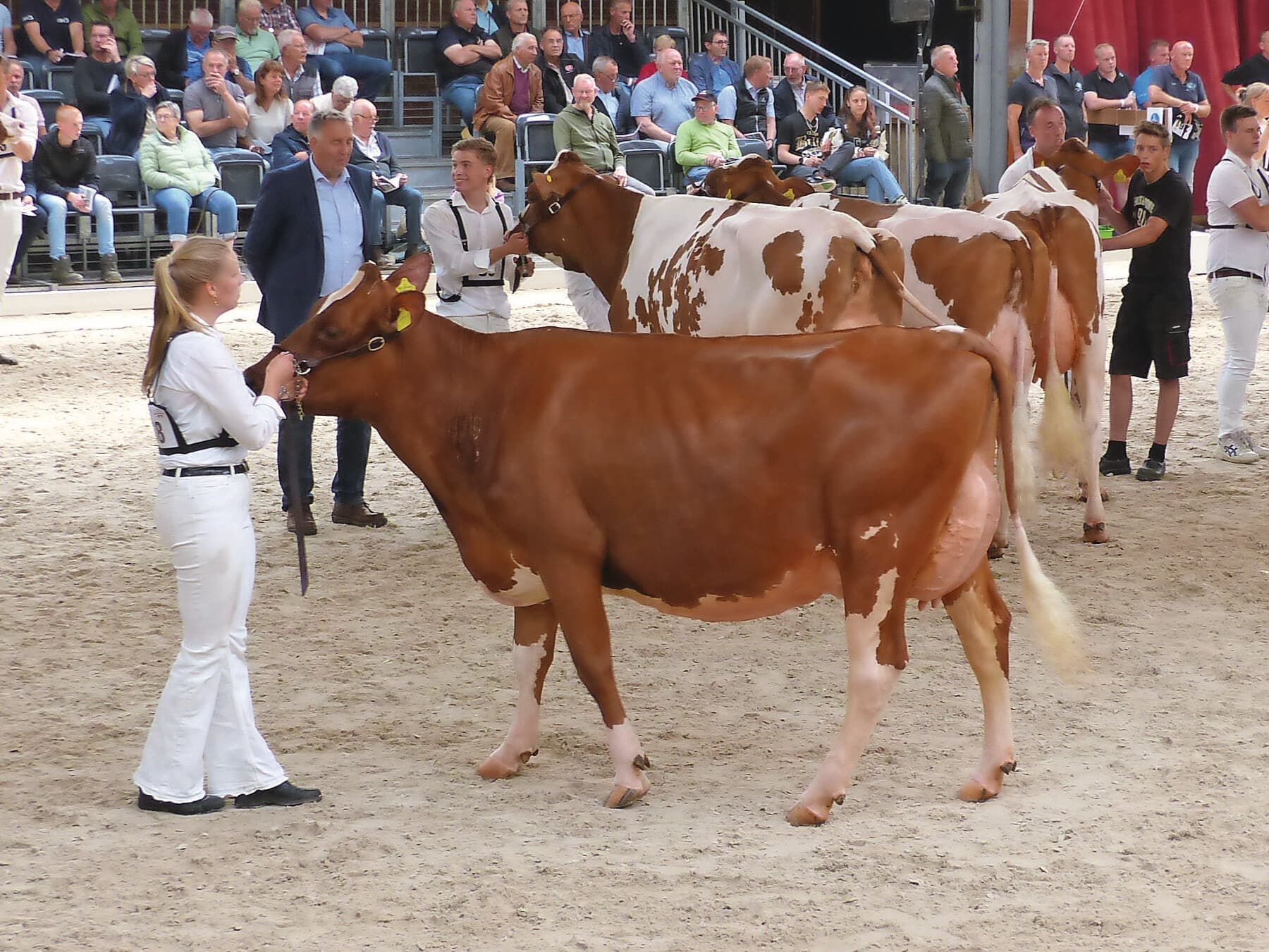 Kleur is van ondergeschikt belang, maar veruit de meeste toeschouwers hebben een zwak voor een donkerrode koe met glans. De eerste aanblik maakt indruk.