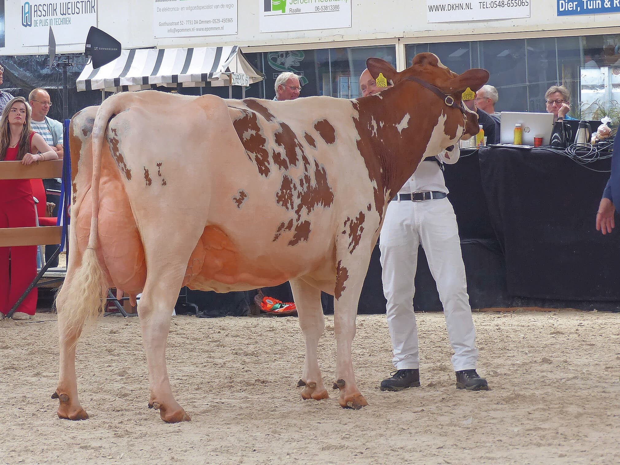 Pieta 571, een dochter van American Carnival, aan de hand van Ron Timmermans, was dwars en onrustig in de ring. Maar ze had duidelijk herkenbare kwaliteit. De breedte van haar bekken en haar diepe ribben maakten indruk. Daarbij stond ze stevig en ruim op haar benen.