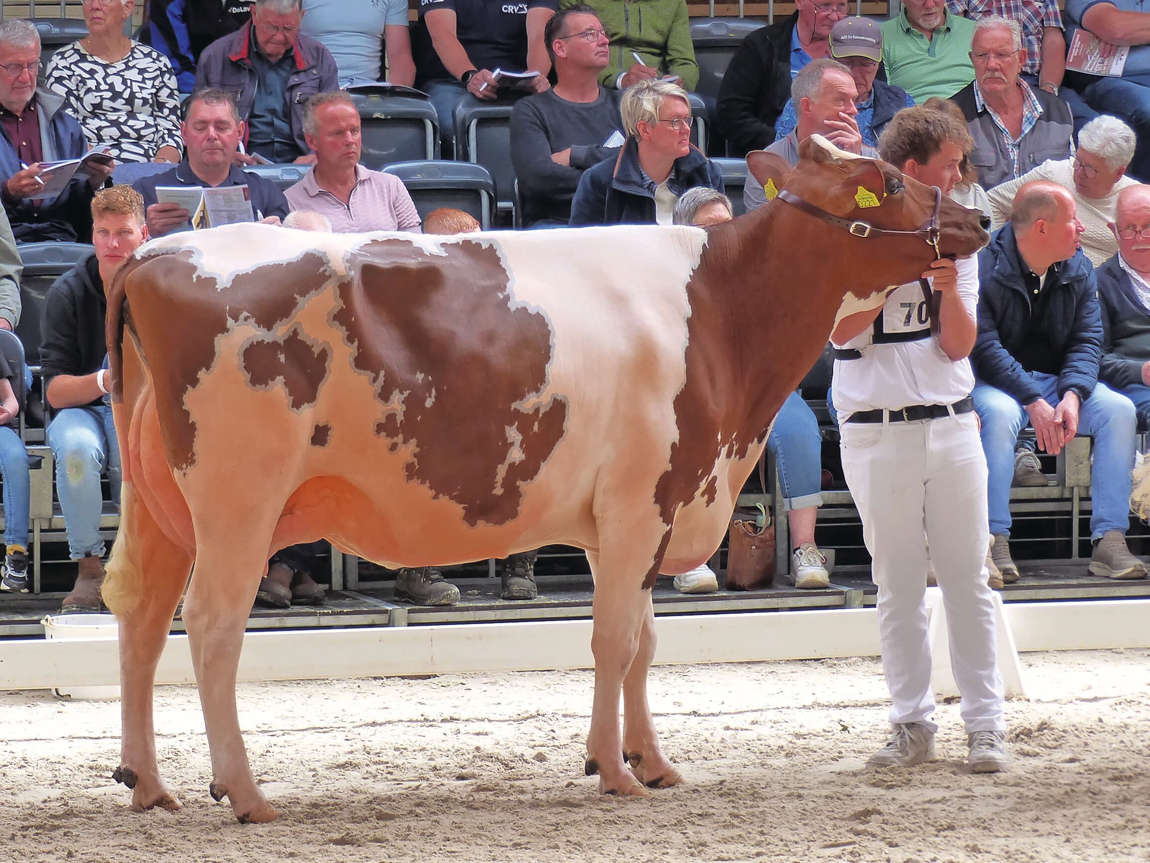 Er werden twee dochtergroepen gepresenteerd. Drouner Potency en Broekhuizer Pepijn hadden ook in de keuring al dochters lopen.