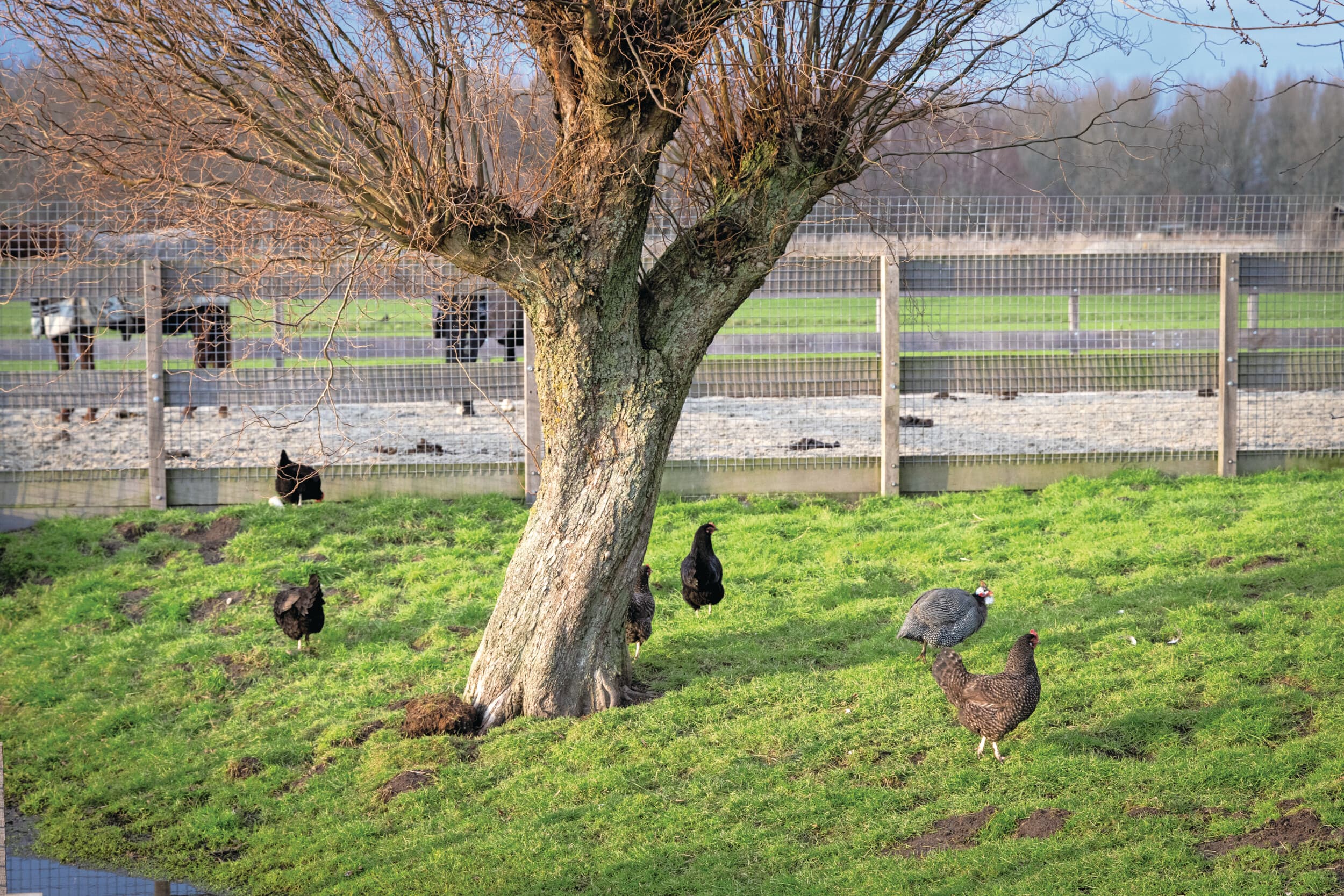 Provincies, gemeenten en waterschappen presenteerden hun plan op Hoeve Biesland in Delfgauw (Z.-H.). Foto: Koos Groenewold