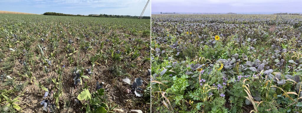 Een ogenschijnlijk afgestorven groenbemestergewas (links) groeit na neerslag weer verder (rechts).