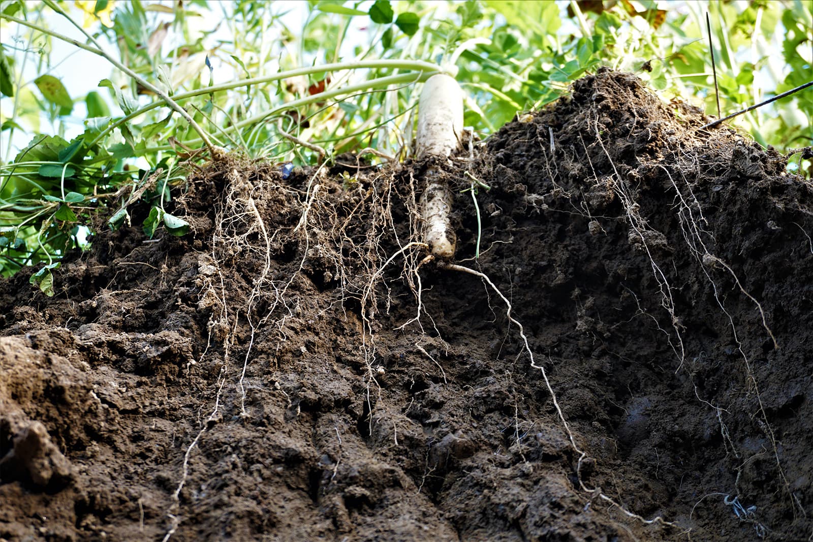Het bodemmicrobioom is het complexe netwerk van bacteriën, schimmels en andere micro-organismen. Foto's: DSV zaden Nederland BV