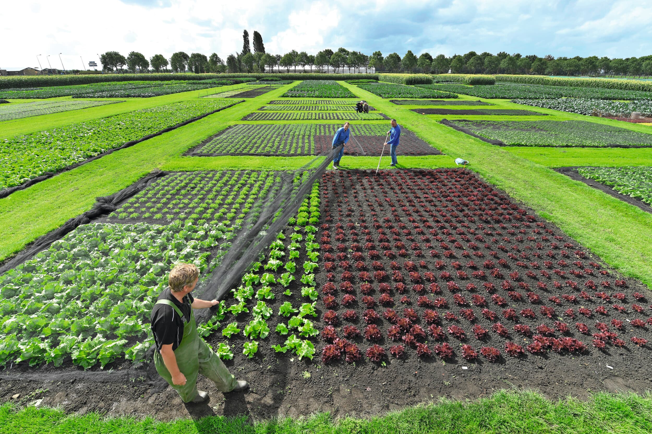 Verschillende groentenrassen op het veld bij zaadveredelaar Syngenta in Wervershoof. Foto: Fotopersbureau Dijkstra