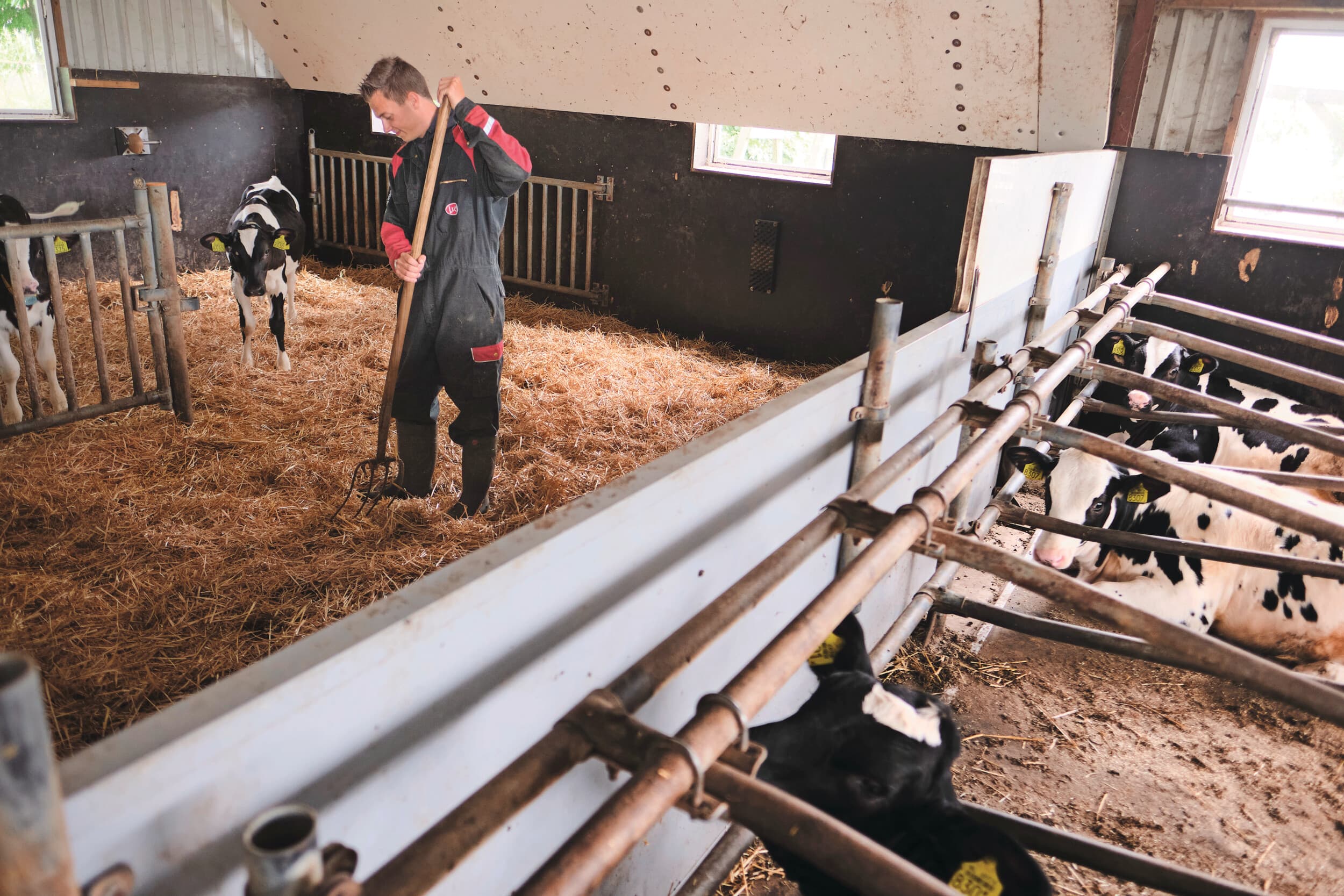 Van Niels mag de productie wel wat omhoog. Dat wil hij onder meer bereiken via fokkerij. Hij wil nog selectiever zijn met welke kalveren je wel en niet aanhoudt.