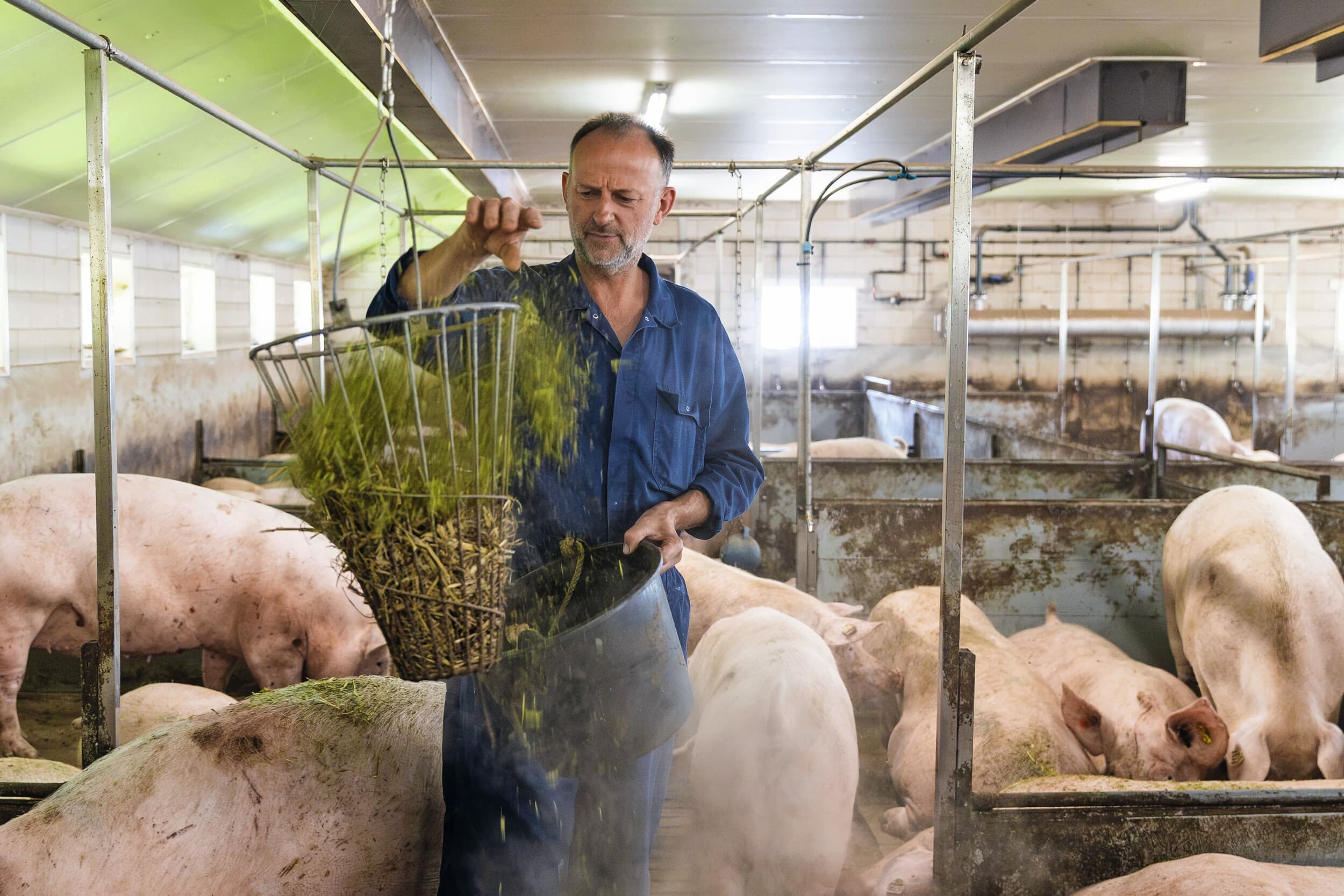 In de stal gebeurt weinig dat de zeugen onrustig maakt. Tweemaal daags wordt ruwvoer verdeeld en eenmaal per maand worden voor de voet weg alle zeugen op drachtigheid getest. Foto's: Ronald Hissink