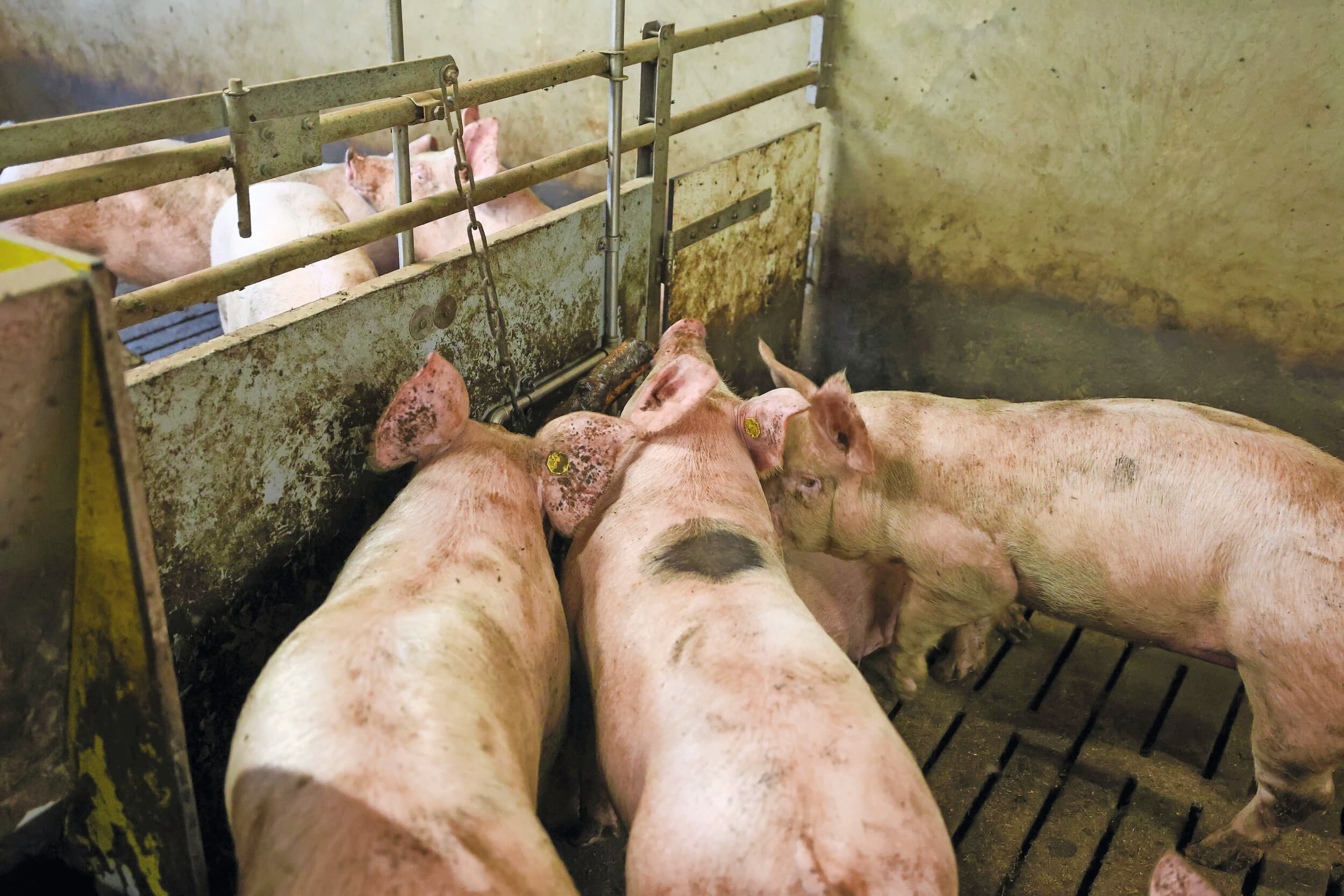 Het conceptlegalisatieprogramma voor PAS-melders heeft zes weken ter consultatie gelegen. De kritiek is fors, van boerenorganisaties én van provinciekoepel IPO. Foto: Bert Jansen