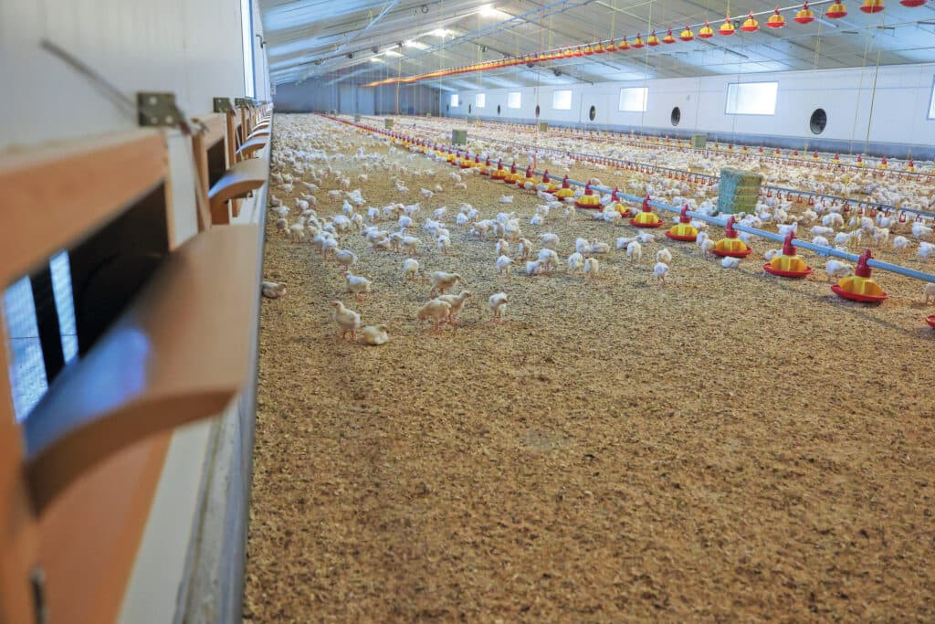 In afwachting van onder meer de kabinetsplannen én de emissiefactor van de warmtewisselaar is het de vraag in hoeverre de luchtwasser de komende jaren een opmars maakt in de vleeskuikensector. Foto: Bert Jansen