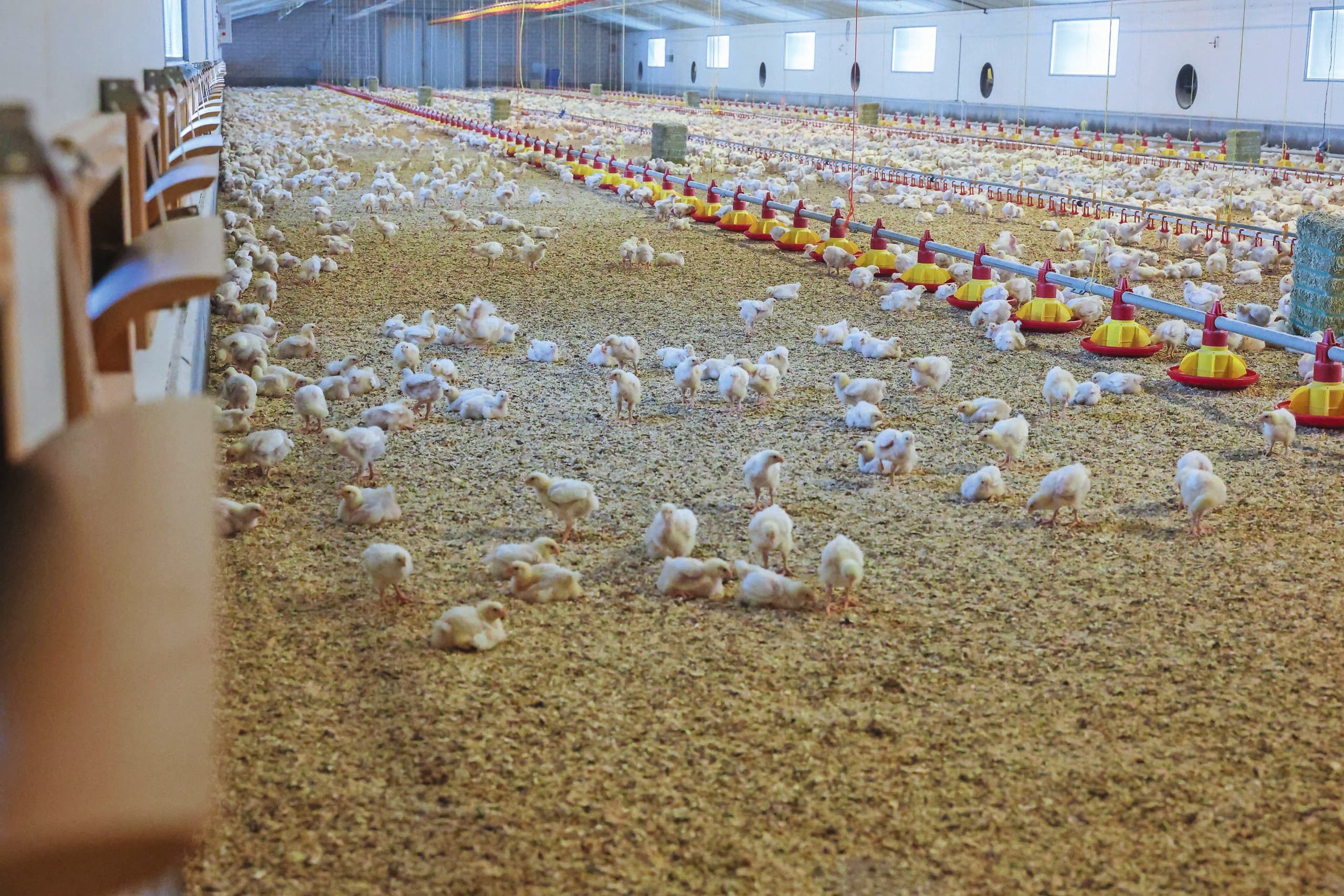 antibiotica veehouderij