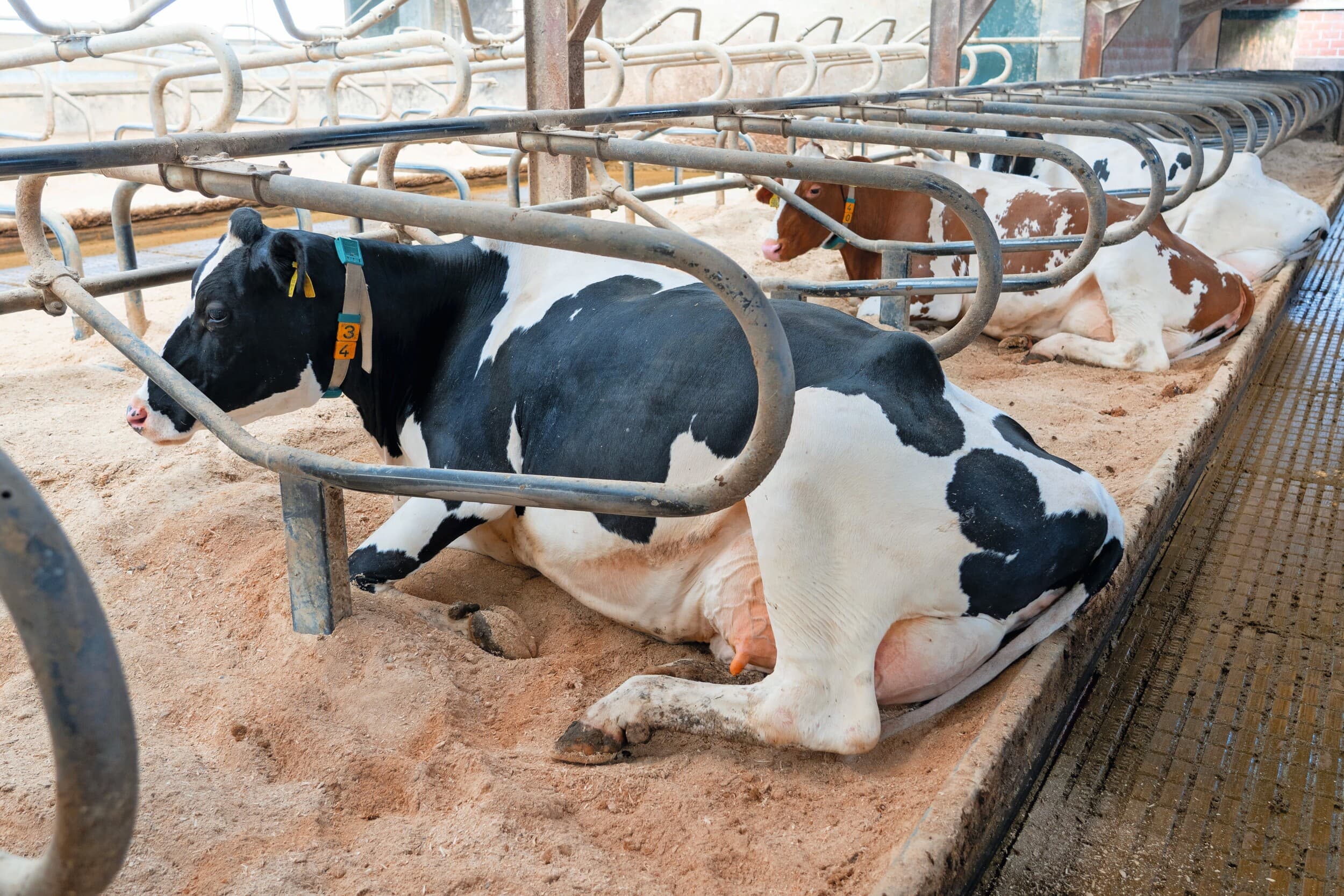 Boxenstrooisel kan een bron zijn van omgevingsgebonden mastitisverwekkers. GD Diergezondheid breidt de strooiseltest uit met Streptococcus uberis, naast E. coli en klebsiella. Foto: Jan Willem Schouten