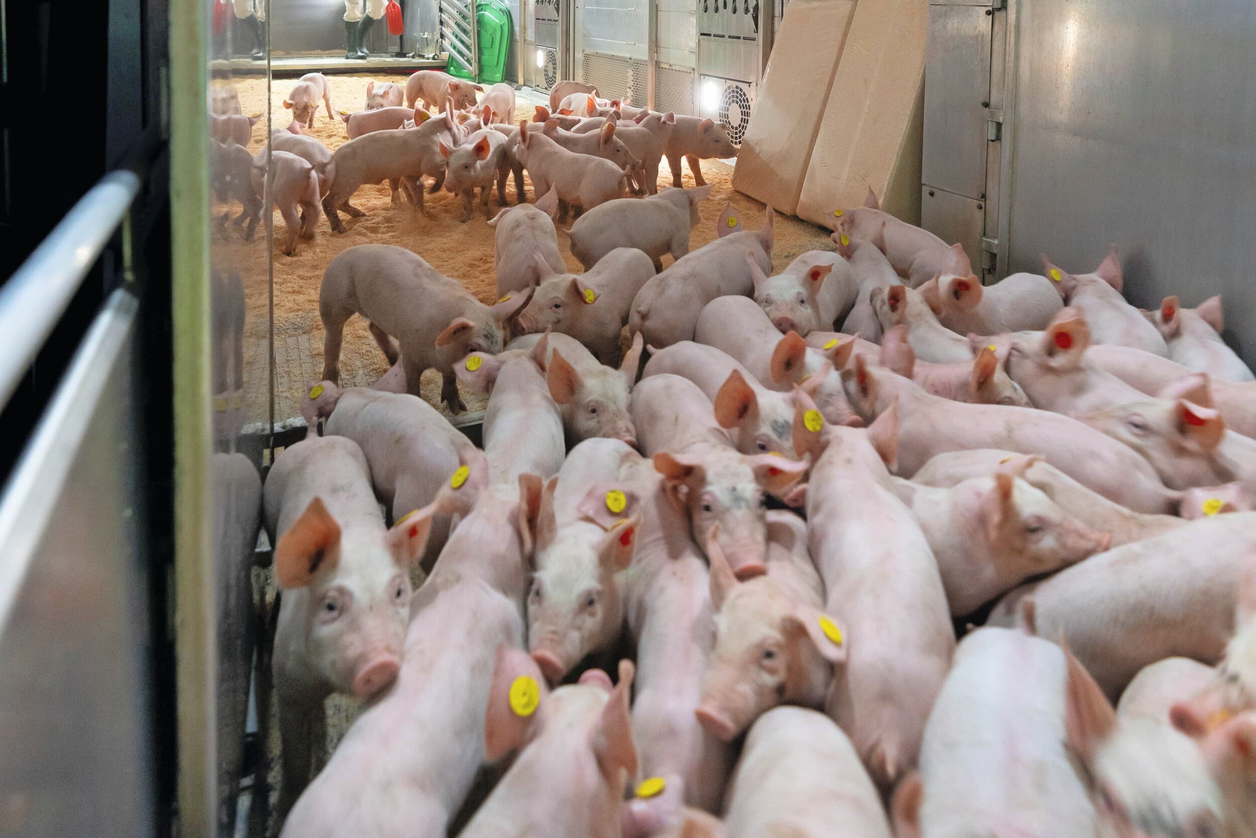 boete transport gewond varken