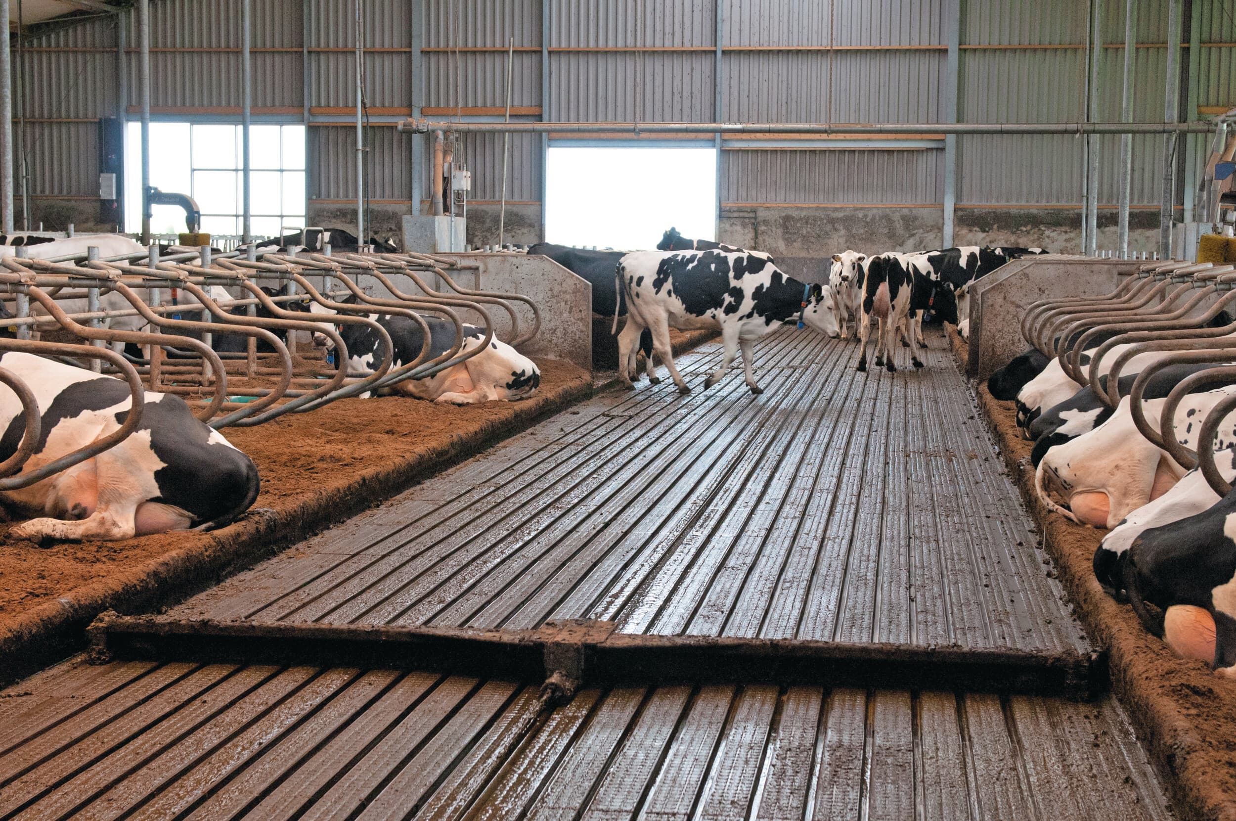 Het vaker schuiven van de vloer met een mestschuif of mestrobot heeft nauwelijks effect op de ammoniak- en methaanemissie. Veehouders zijn wel positief over de verbetering van de stalhygiëne. Foto: Wick Natzijl