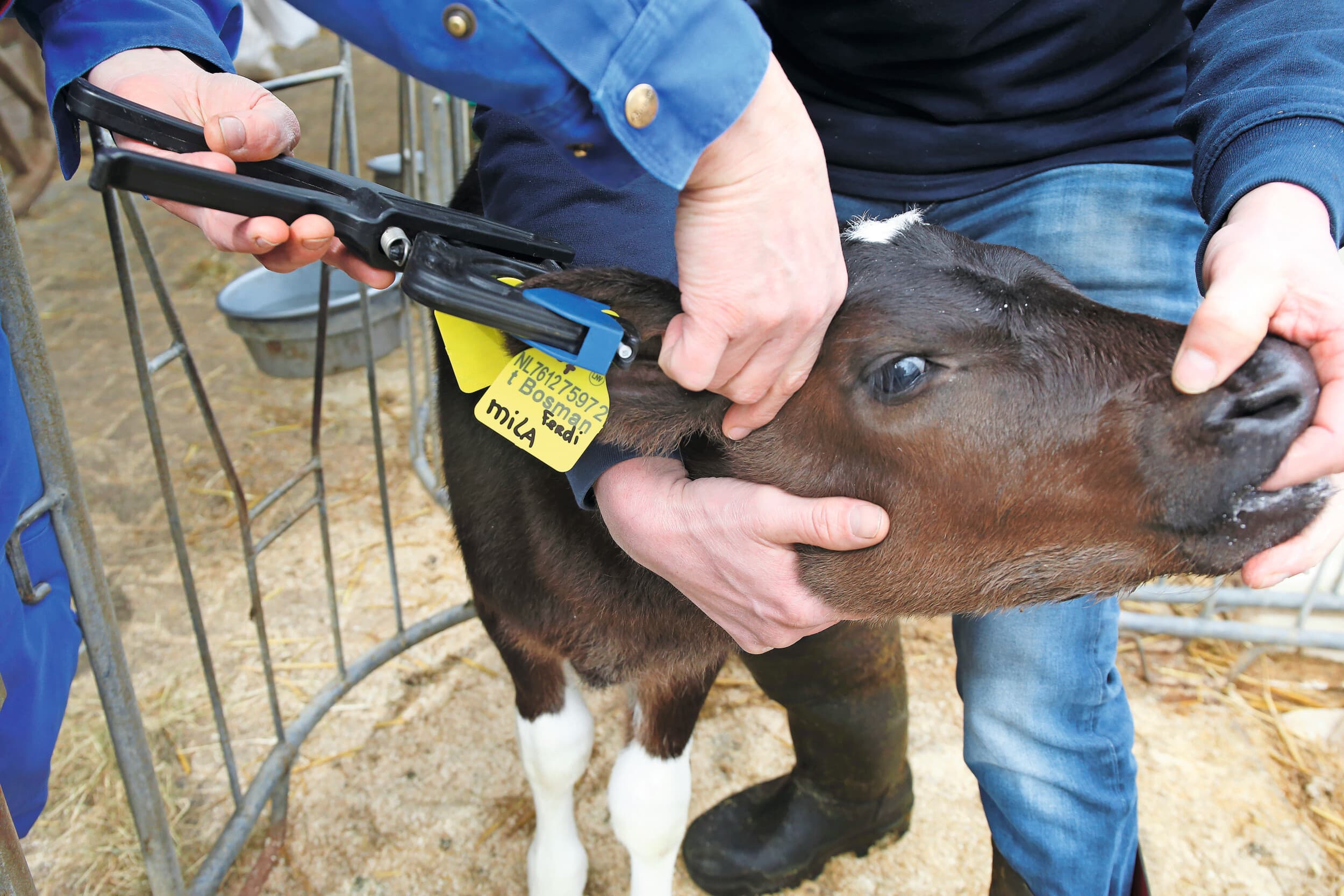 BVD-dragers zijn eenvoudig op te sporen met oormerkbiopten. Door het afvoeren van deze dragers kan een bedrijf relatief snel BVD-vrij worden. foto Hans Prinsen
