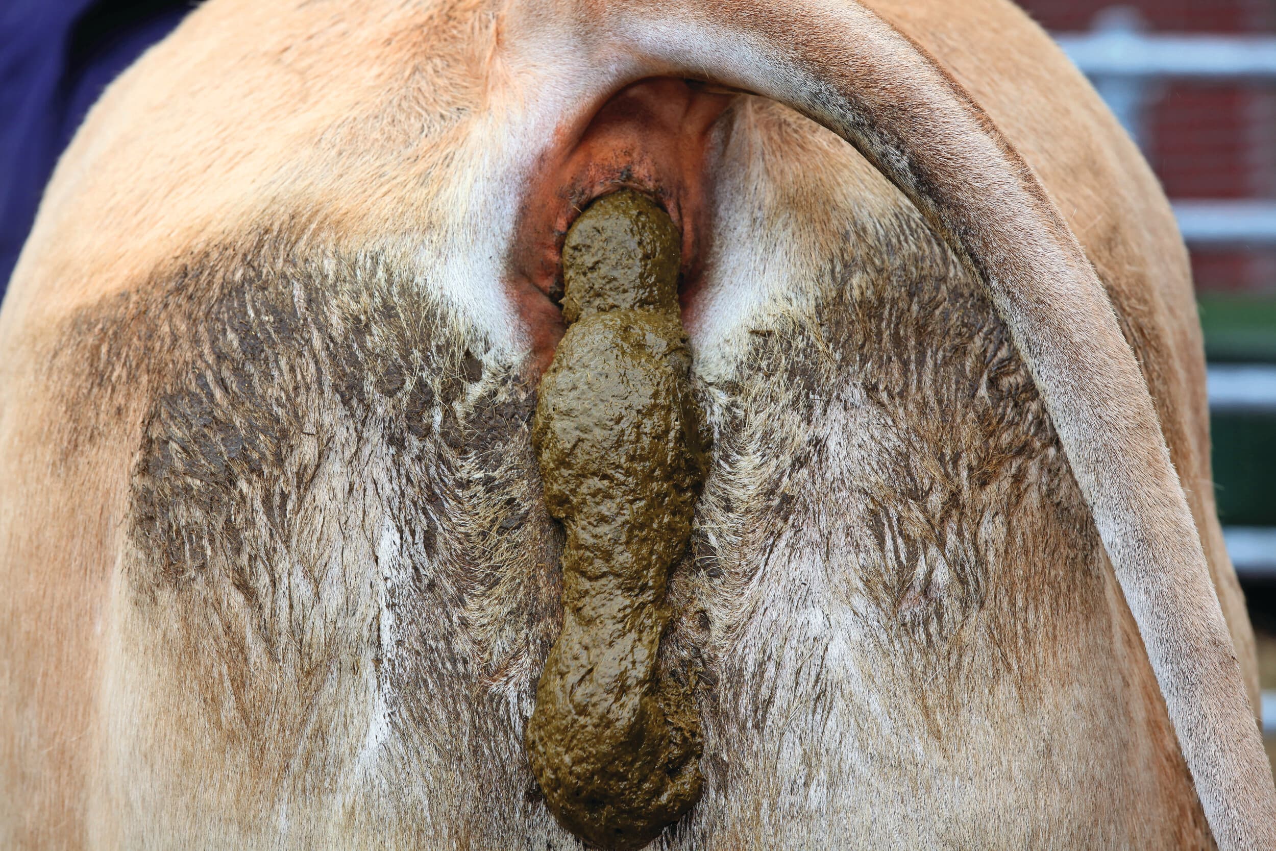 Fosfaatexcretie veehouderij