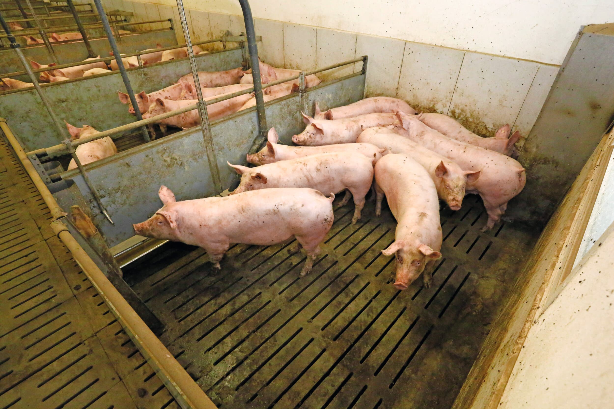 Op de Duitse varkensmarkt is sprake van een zeer negatief sentiment. De prijs daalde onlangs naar €1,50 per kilo. Foto: Henk Riswick